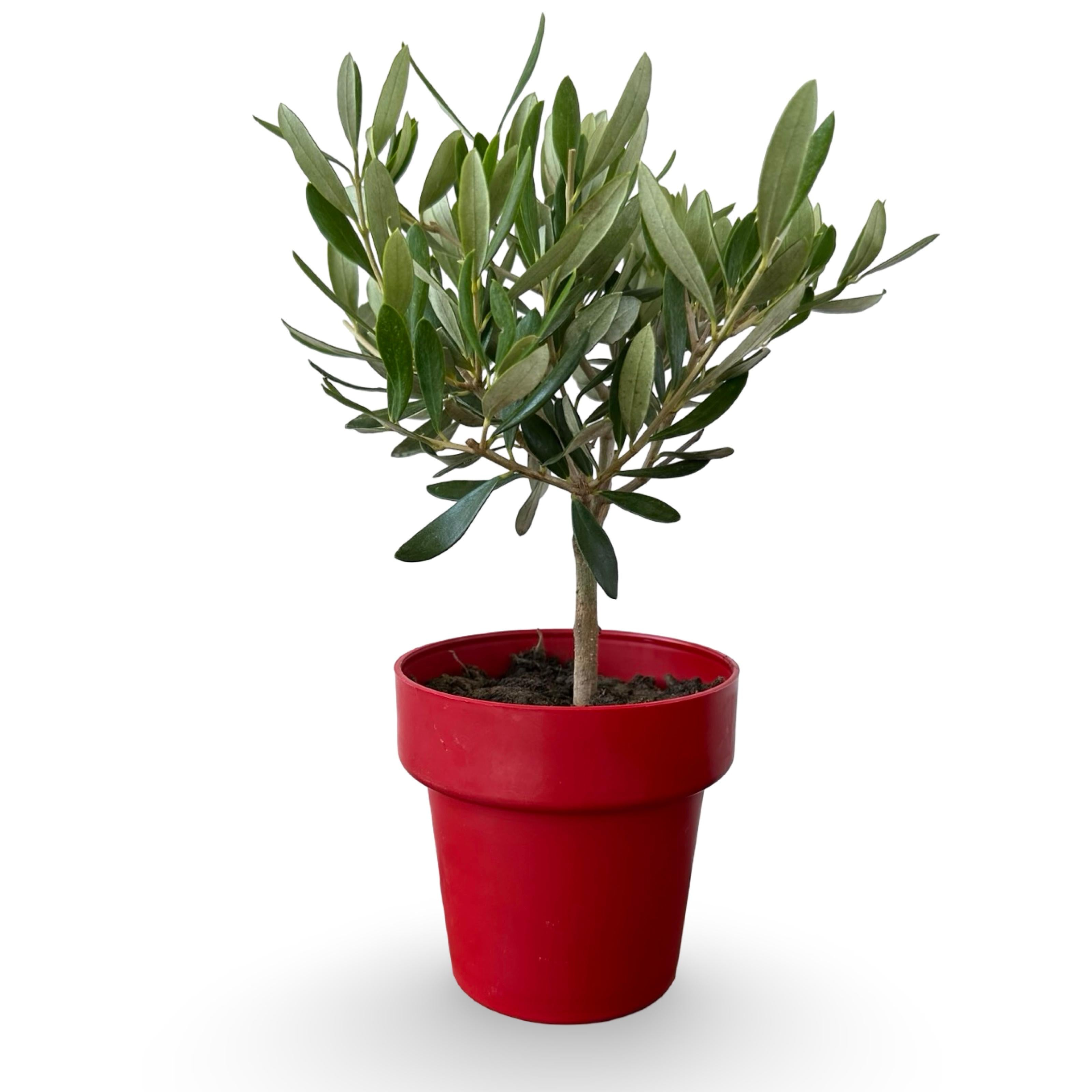 Set Piantine Ulivo in vaso rosso Natale rigido CERTIFICATE