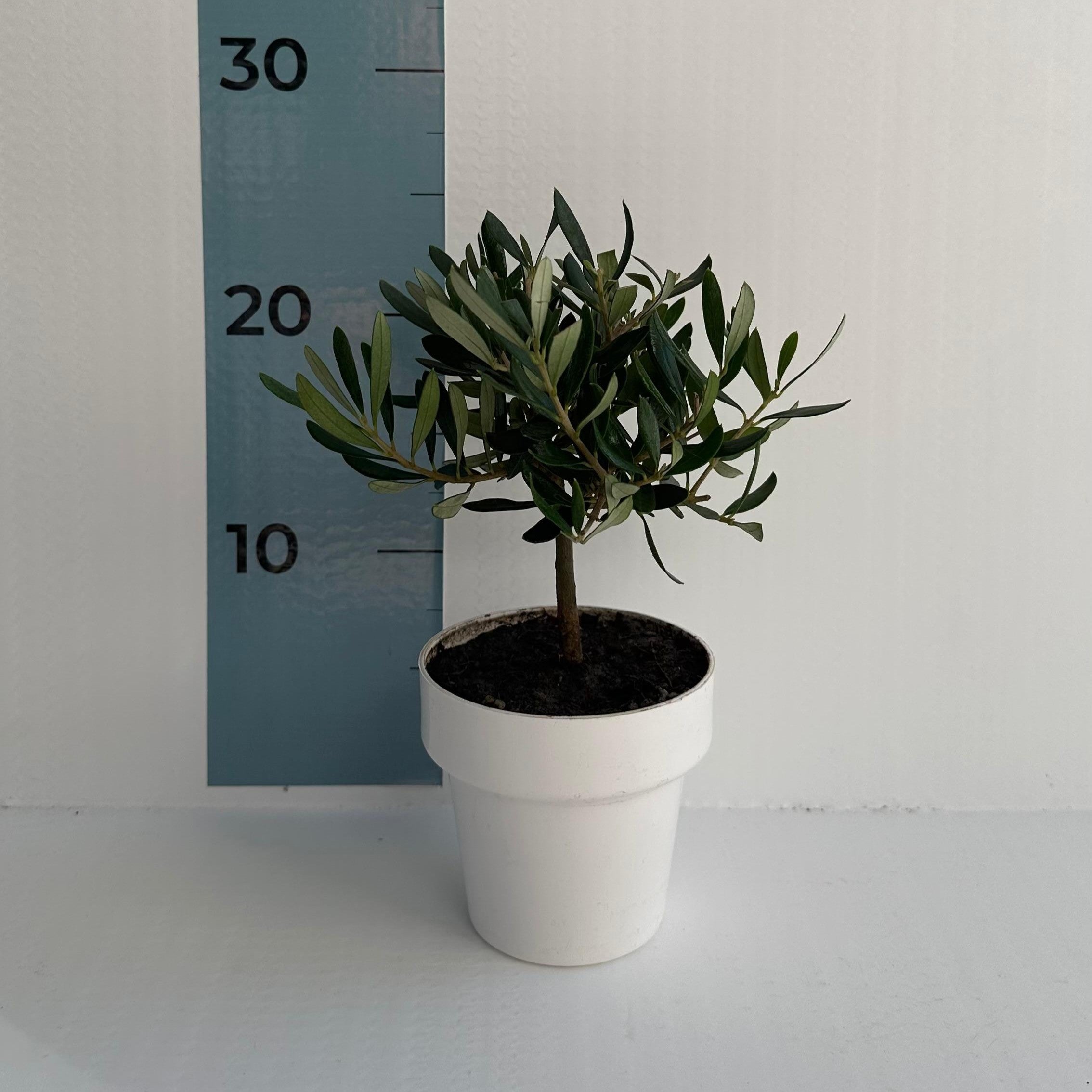 Set Piantine Ulivo bomboniere v10cm colorato simil Bonsai cipressino CERTIFICATE