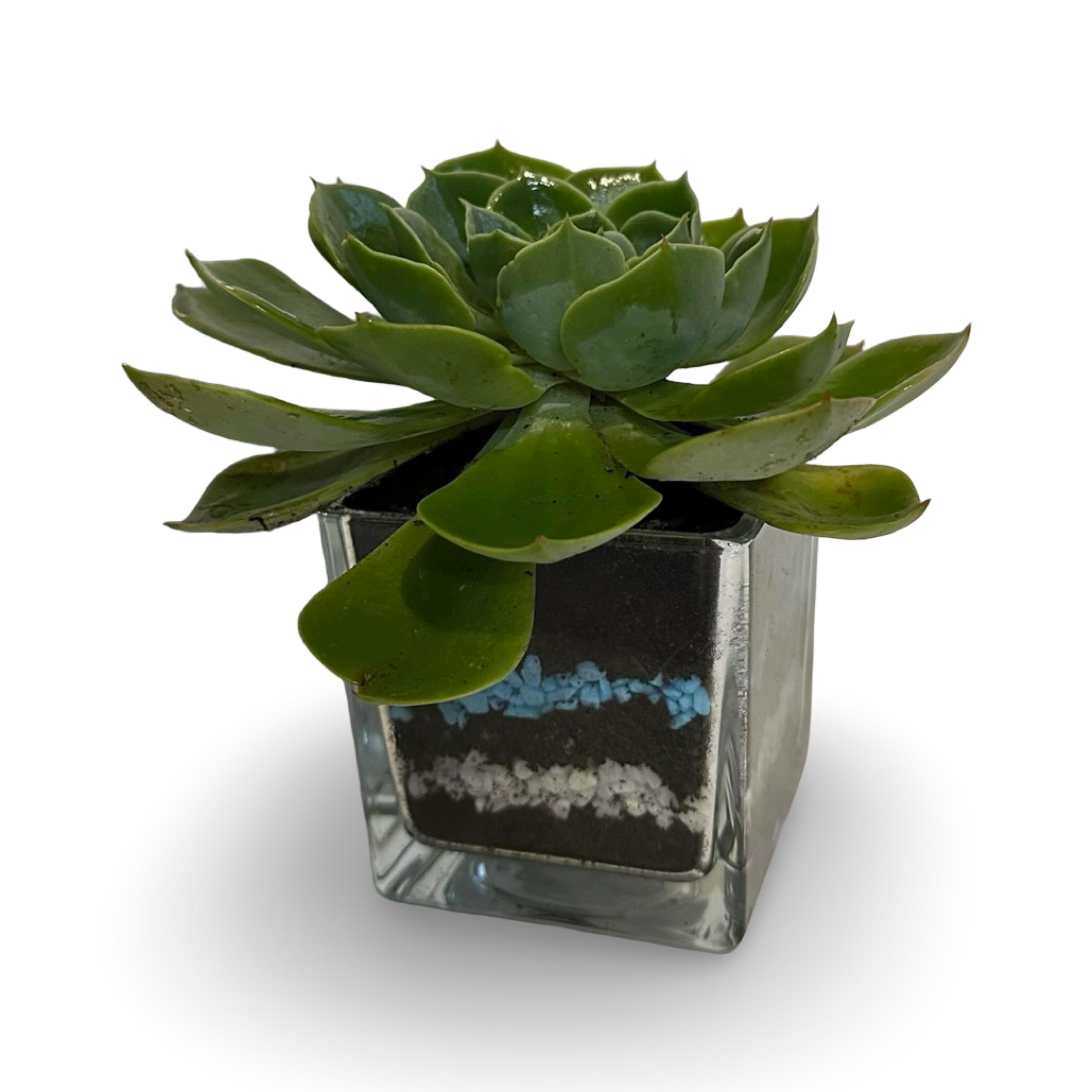 Mini Piantina grassa in vaso quadrato in vetro trasparente CERTIFICATA