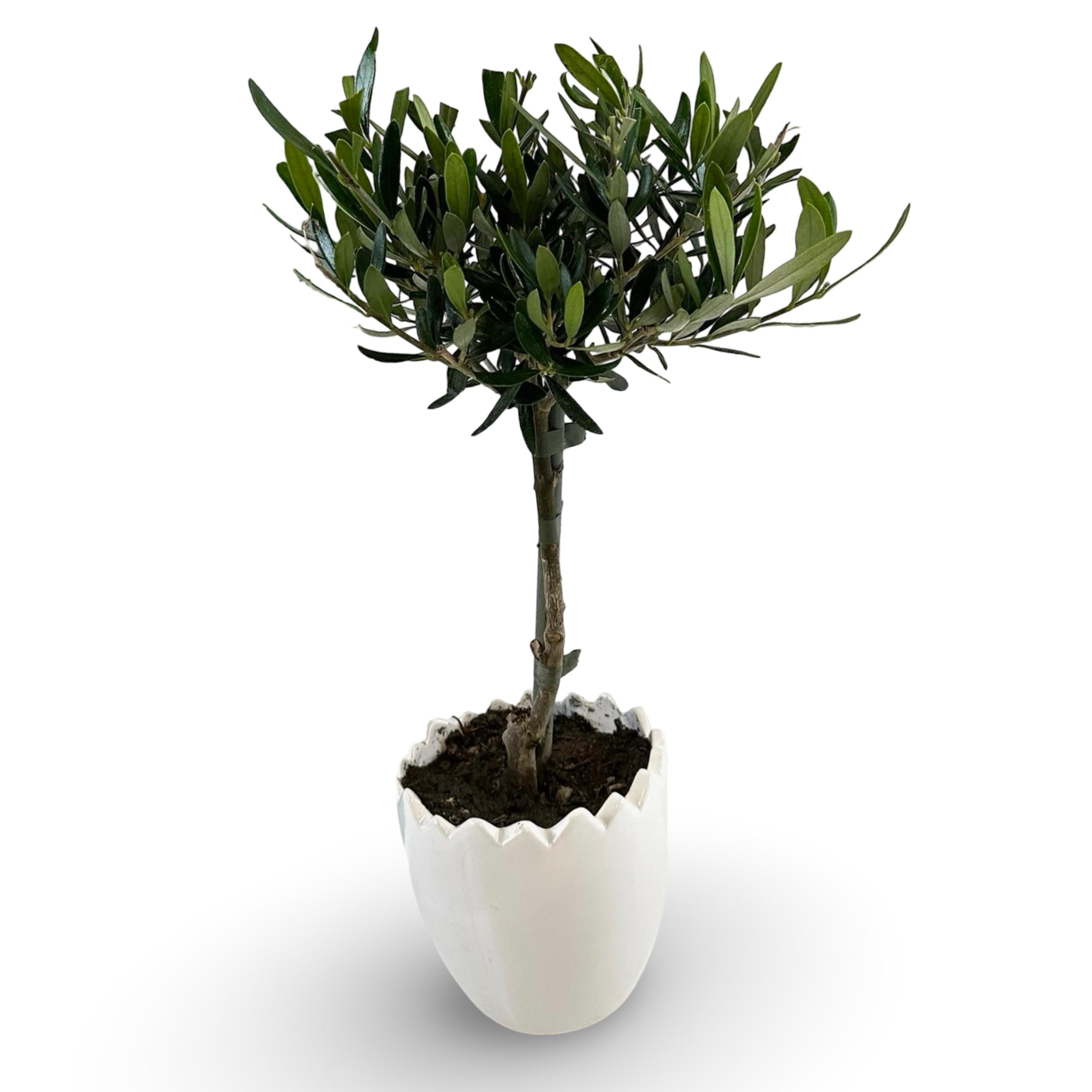 Set Piantine Ulivo in vaso uovo tema pasqua in ceramica CERTIFICATE