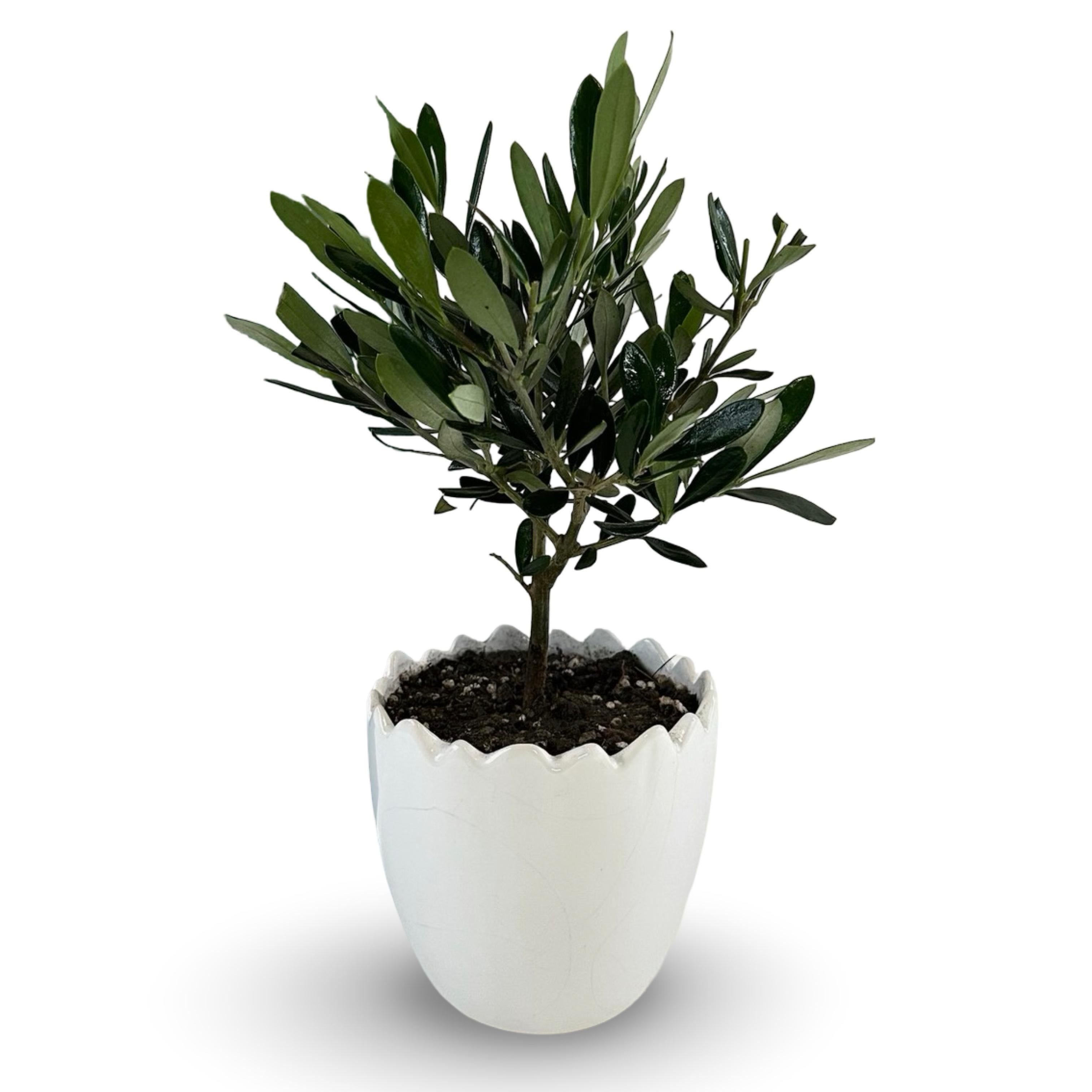 Set Piantine Ulivo in vaso uovo tema pasqua in ceramica CERTIFICATE