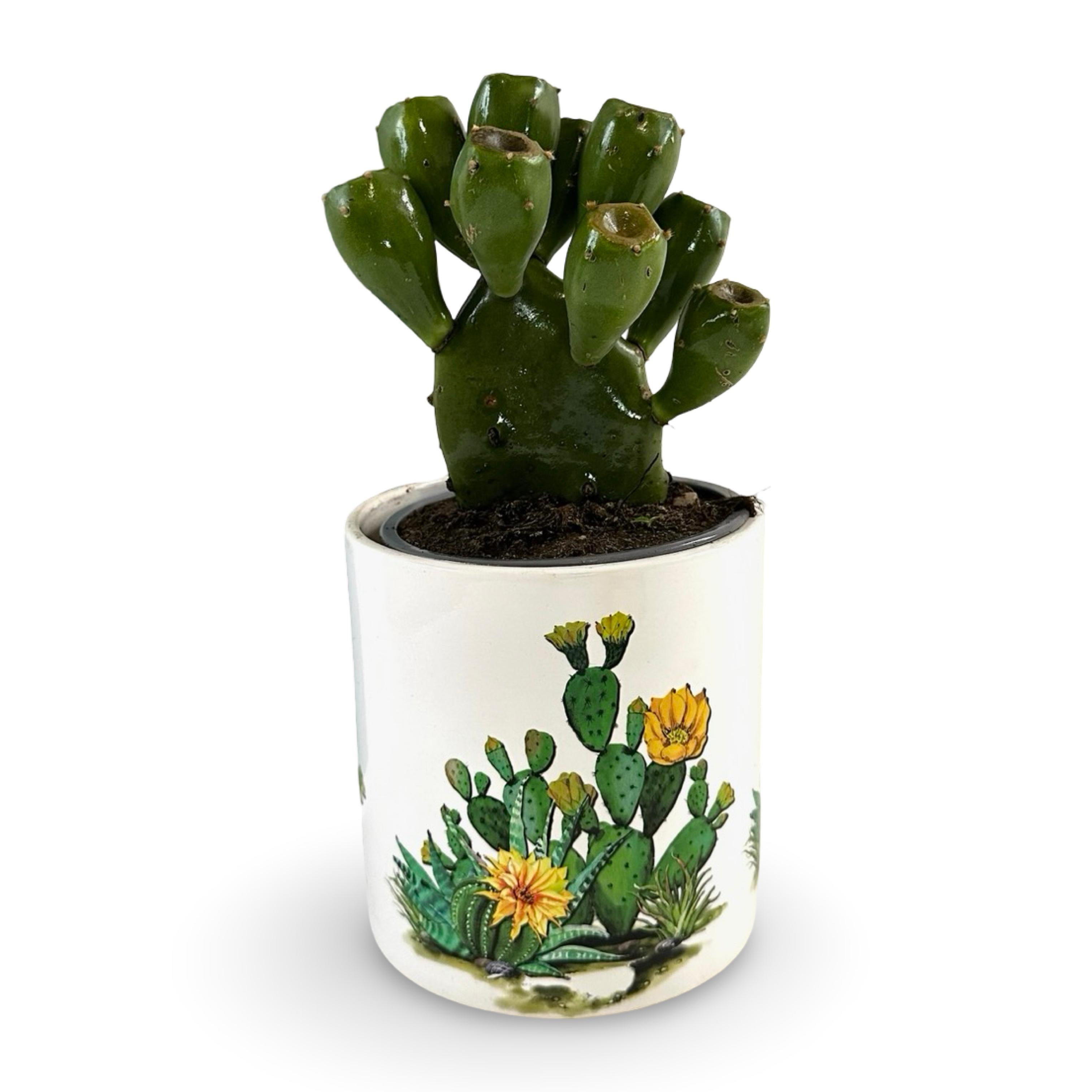 Mini Piantina di Opuntia Vulgaris CERTIFICATA