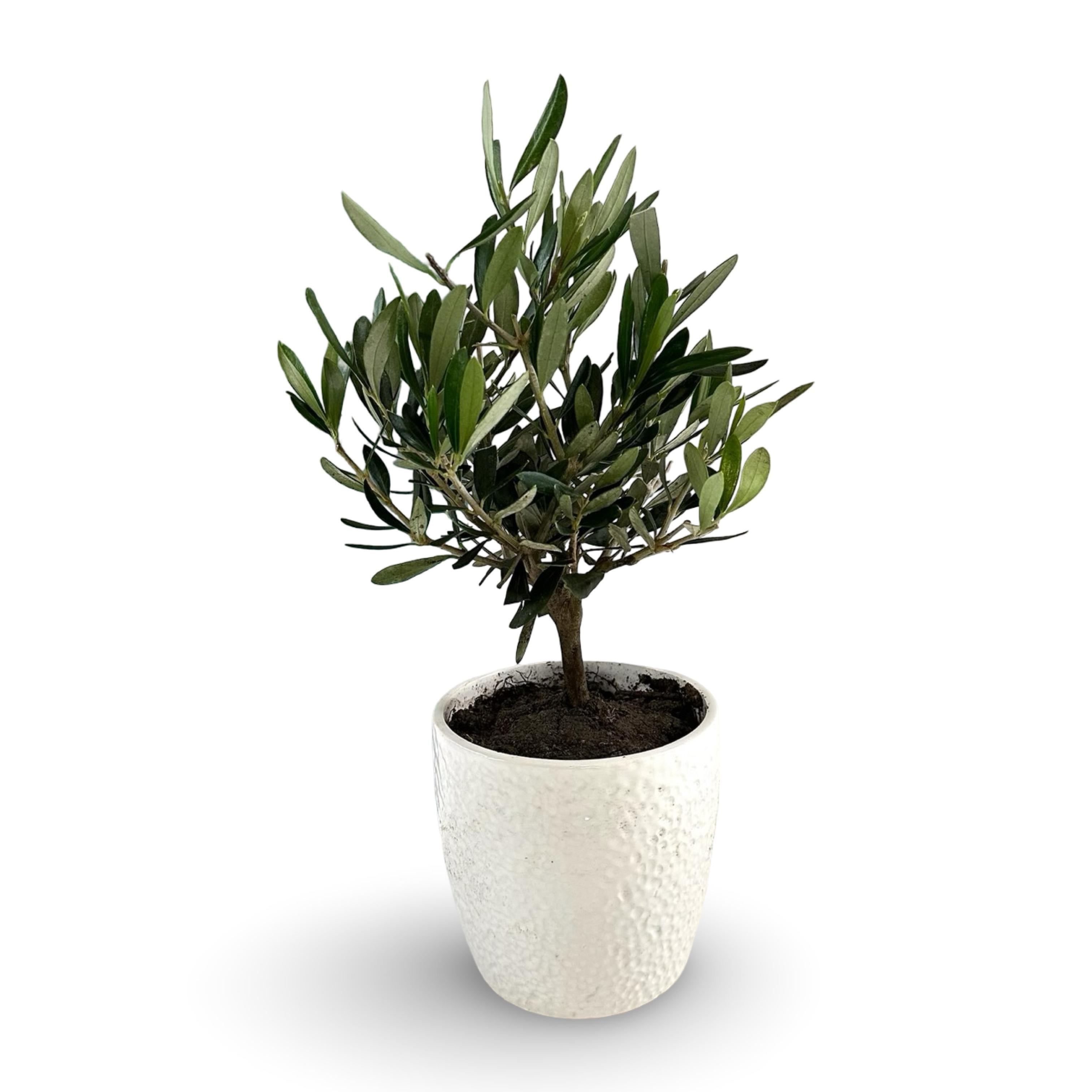 Set Piantine Ulivo per bomboniere in vaso ceramica CERTIFICATE
