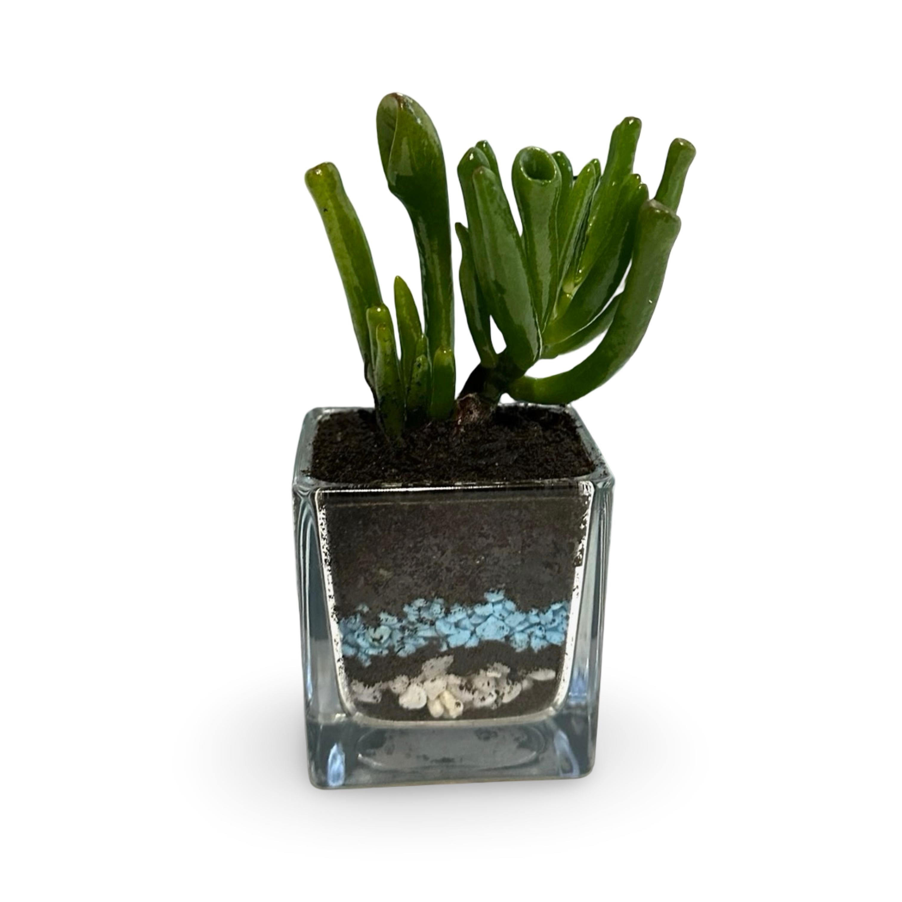 Mini Piantina grassa in vaso quadrato in vetro trasparente CERTIFICATA