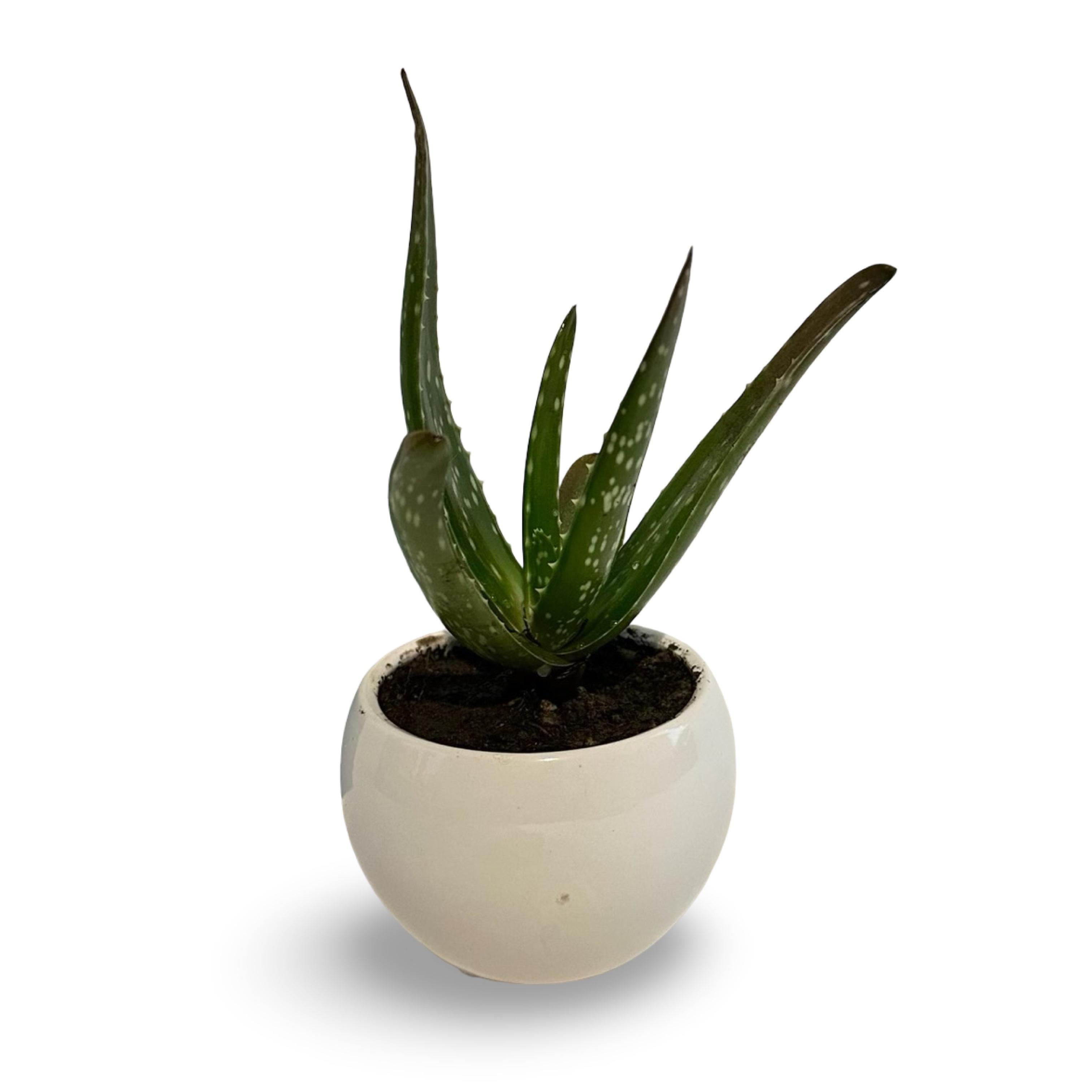 Pianta di Aloe Vera