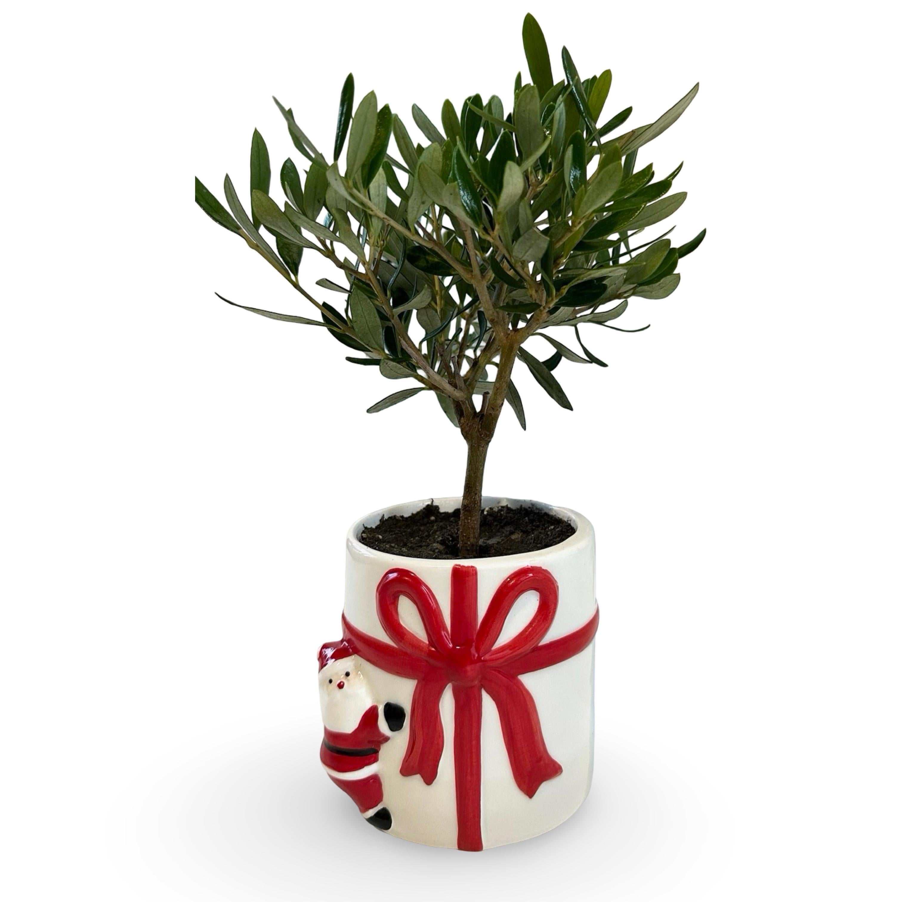 Set Piantine Ulivo per bomboniere in vaso natalizio ceramica CERTIFICATE