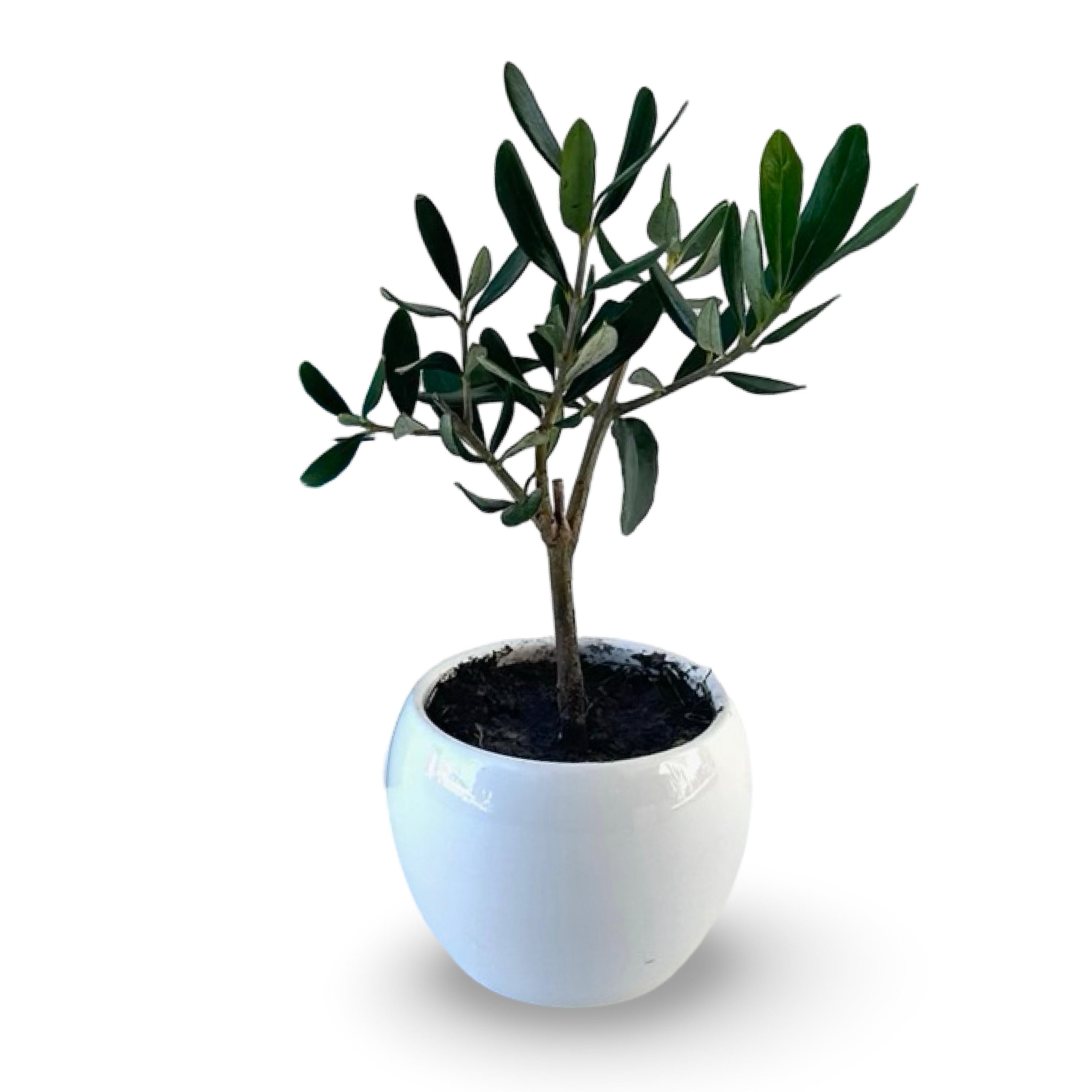 Set Piantine Ulivo per bomboniere in vaso ceramica CERTIFICATE