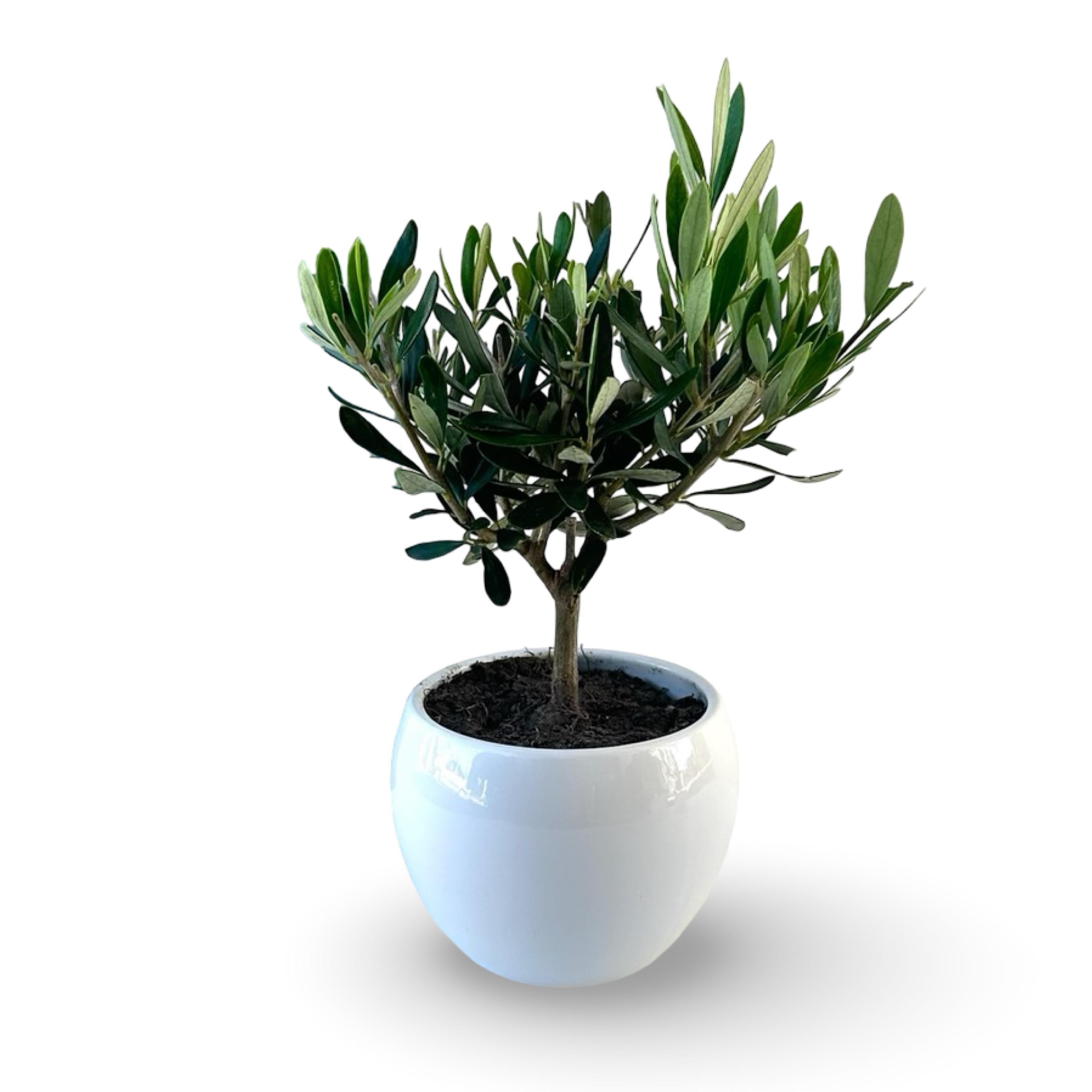 Set Piantine Ulivo per bomboniere in vaso ceramica CERTIFICATE