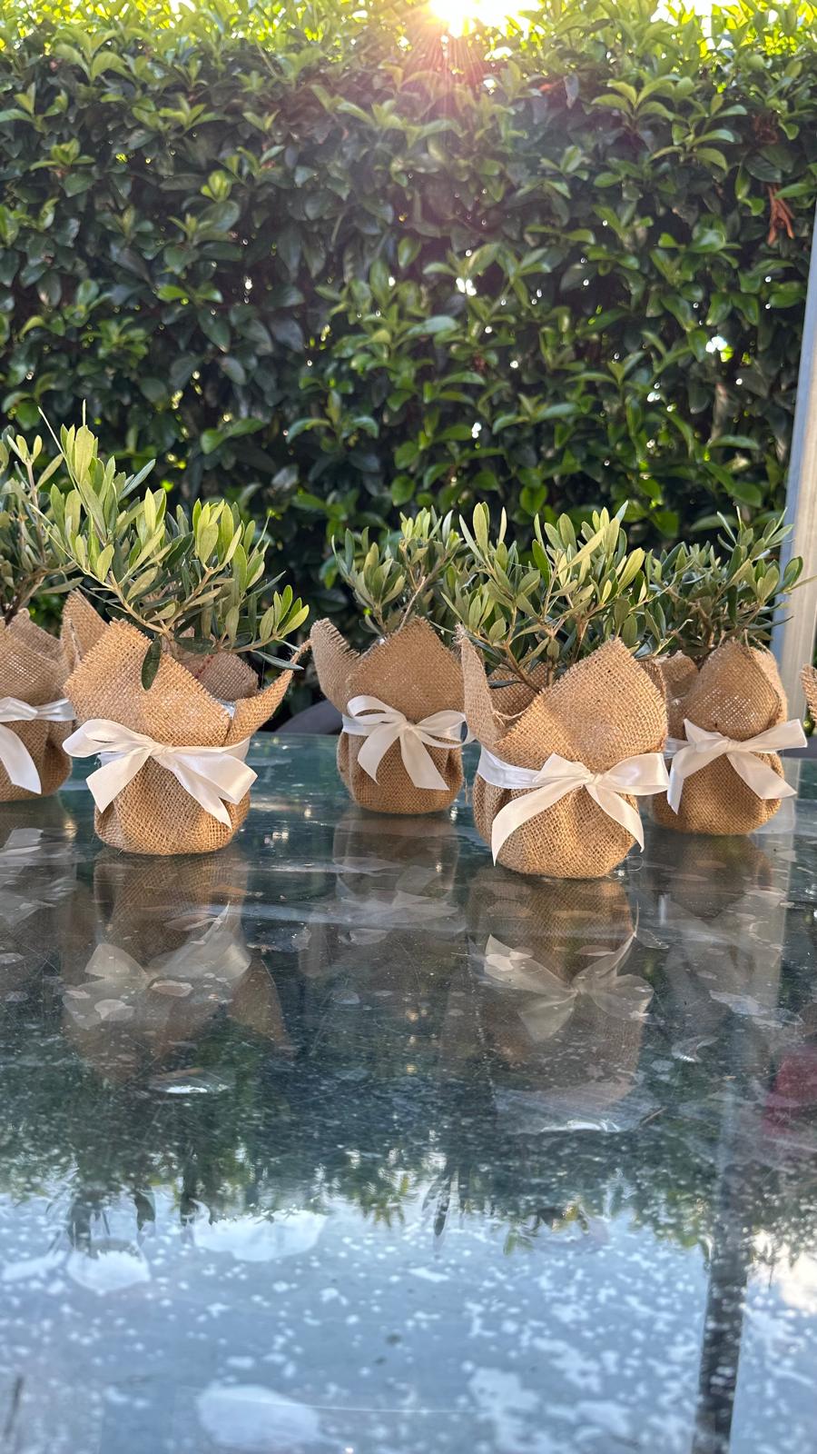 Set Piantine Ulivo bomboniere v10cm con juta e nastro CERTIFICATE