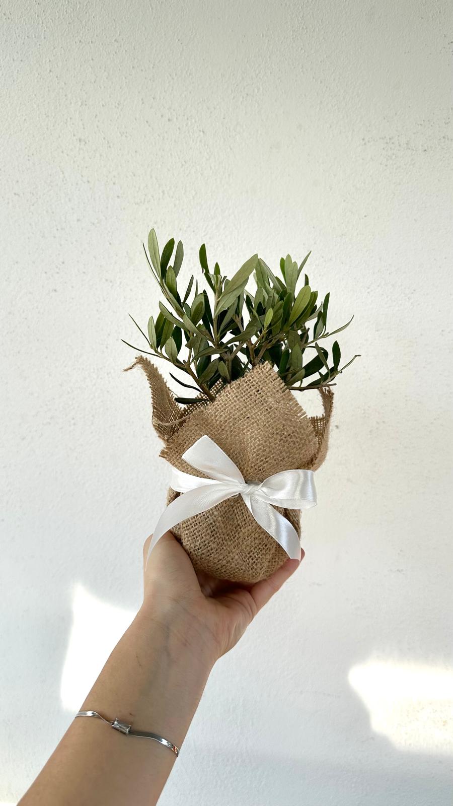 Set Piantine Ulivo bomboniere v10cm con juta e nastro CERTIFICATE