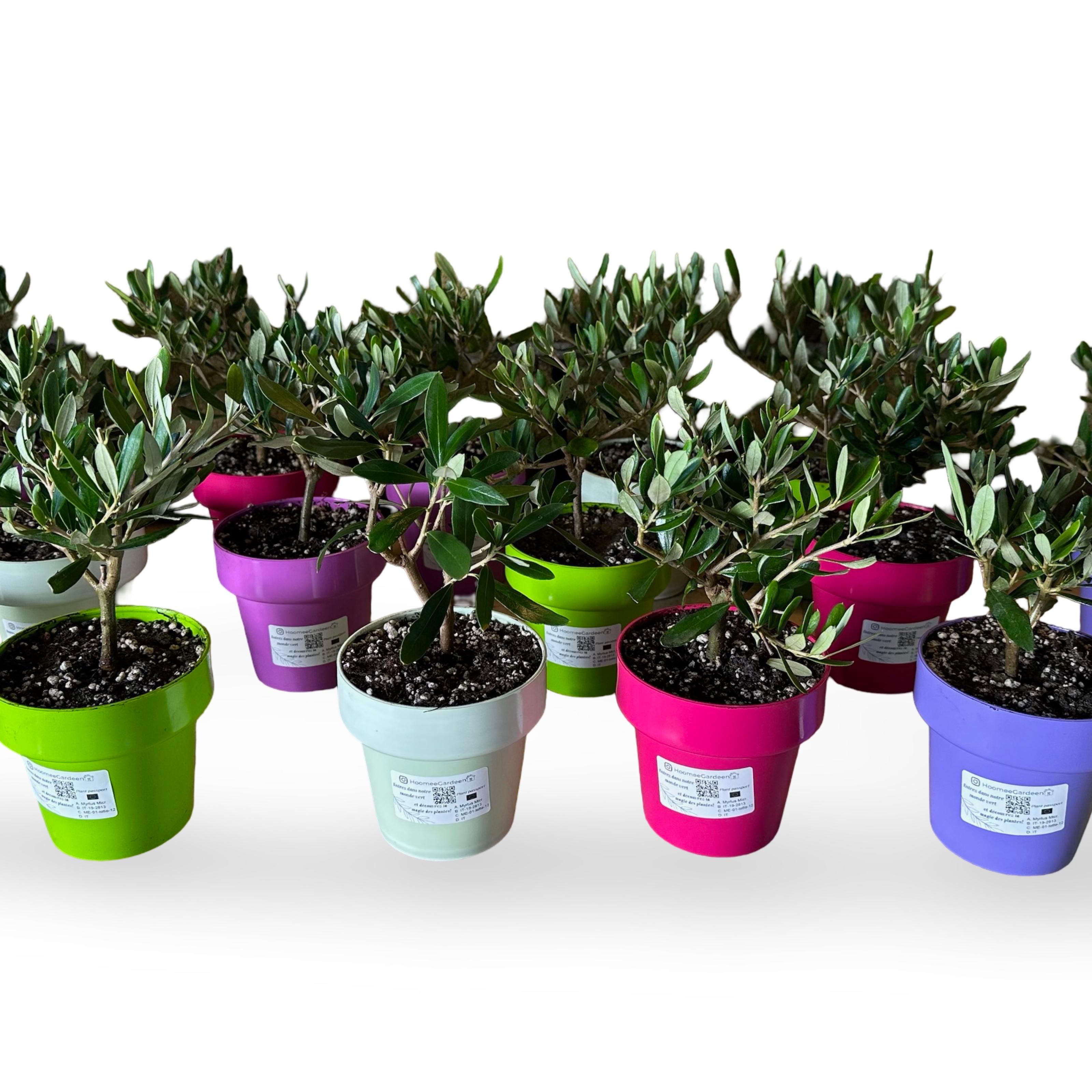 Set Piantine Ulivo bomboniere v10cm colorato simil Bonsai cipressino CERTIFICATE