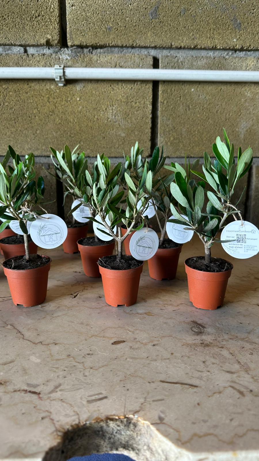 Set mini Piantine bomboniere v5,5cm/v6,5cm simil Bonsai di Ulivo cipressino CERTIFICATE