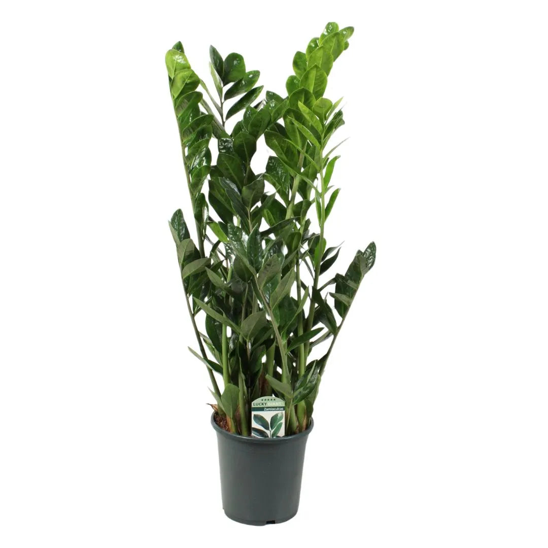 Zamioculcas zamiifolia