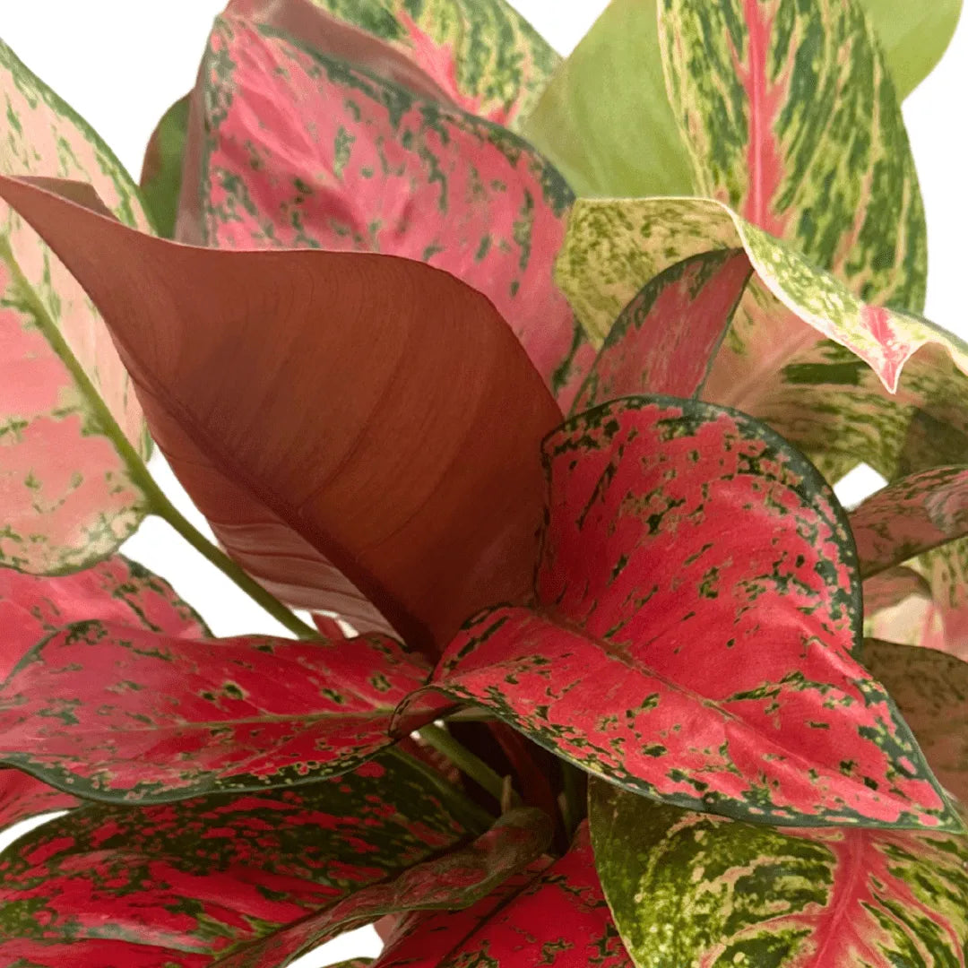AcquaLum - Il Lume Botanico che Unisce Natura e Design