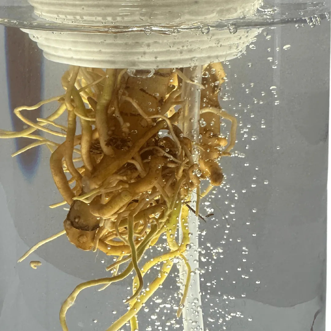 AcquaLum - Il Lume Botanico che Unisce Natura e Design