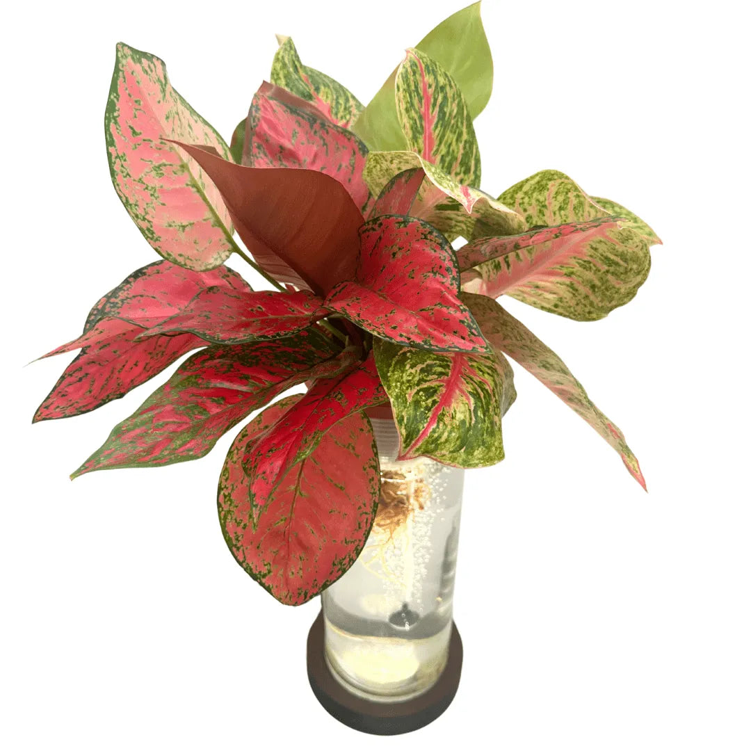 AcquaLum - Il Lume Botanico che Unisce Natura e Design