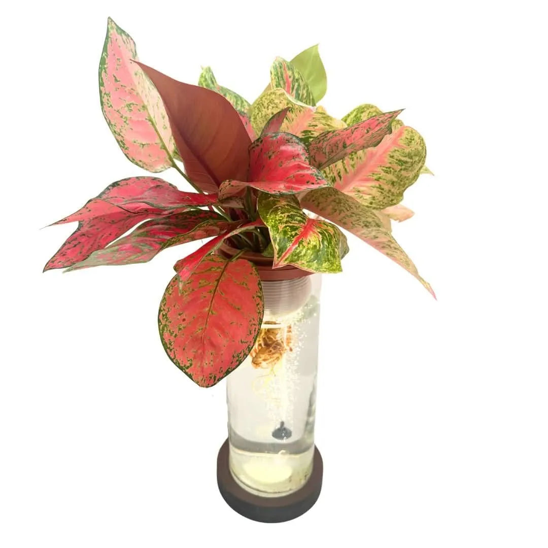 AcquaLum - Il Lume Botanico che Unisce Natura e Design