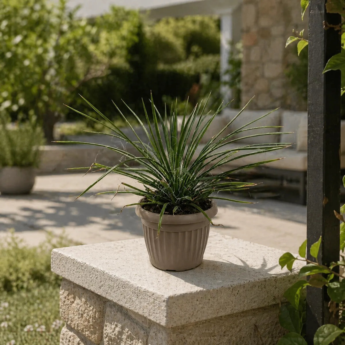 Agave Geminiflora in Vaso D.18 H.30 cm