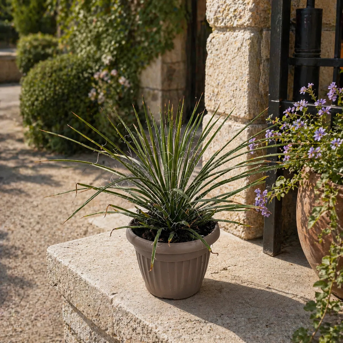 Agave Geminiflora in Vaso D.18 H.30 cm