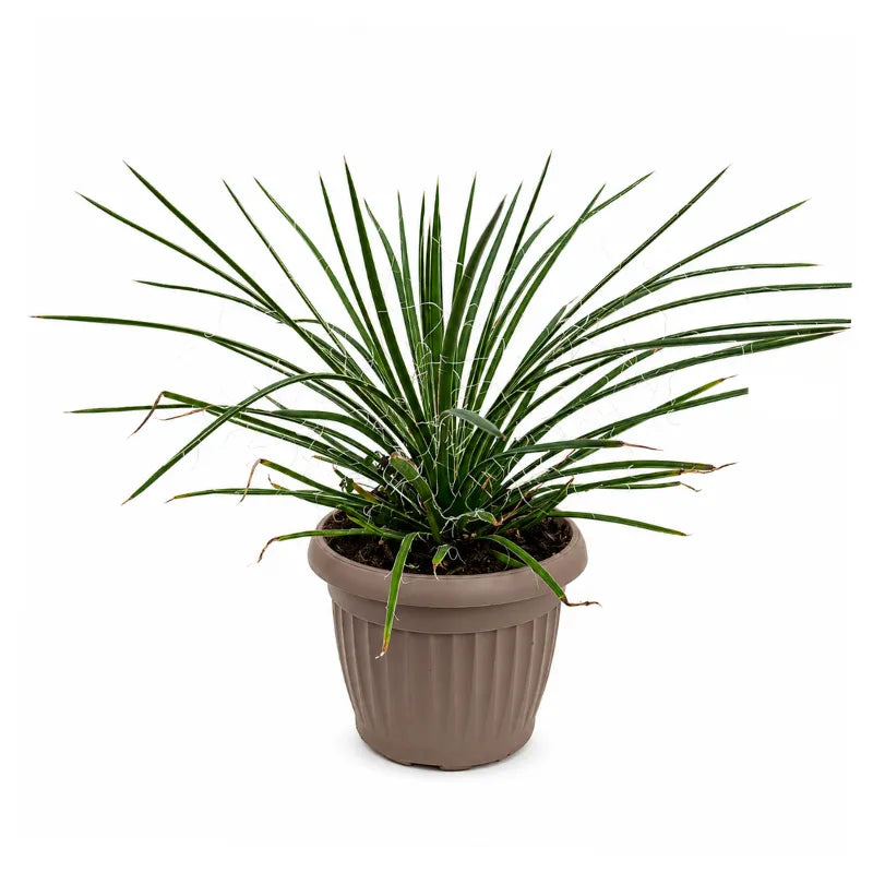 Agave Geminiflora in Vaso D.18 H.30 cm