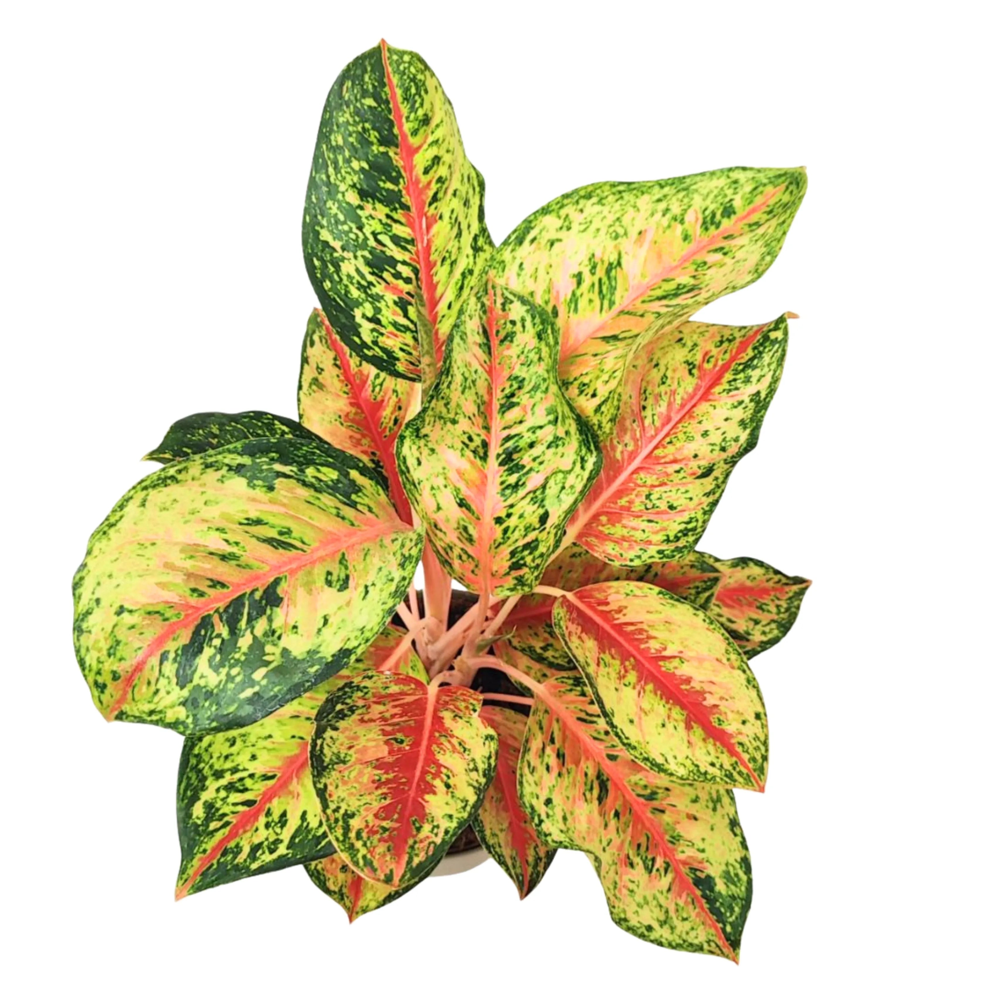 Aglaonema 10 Karat