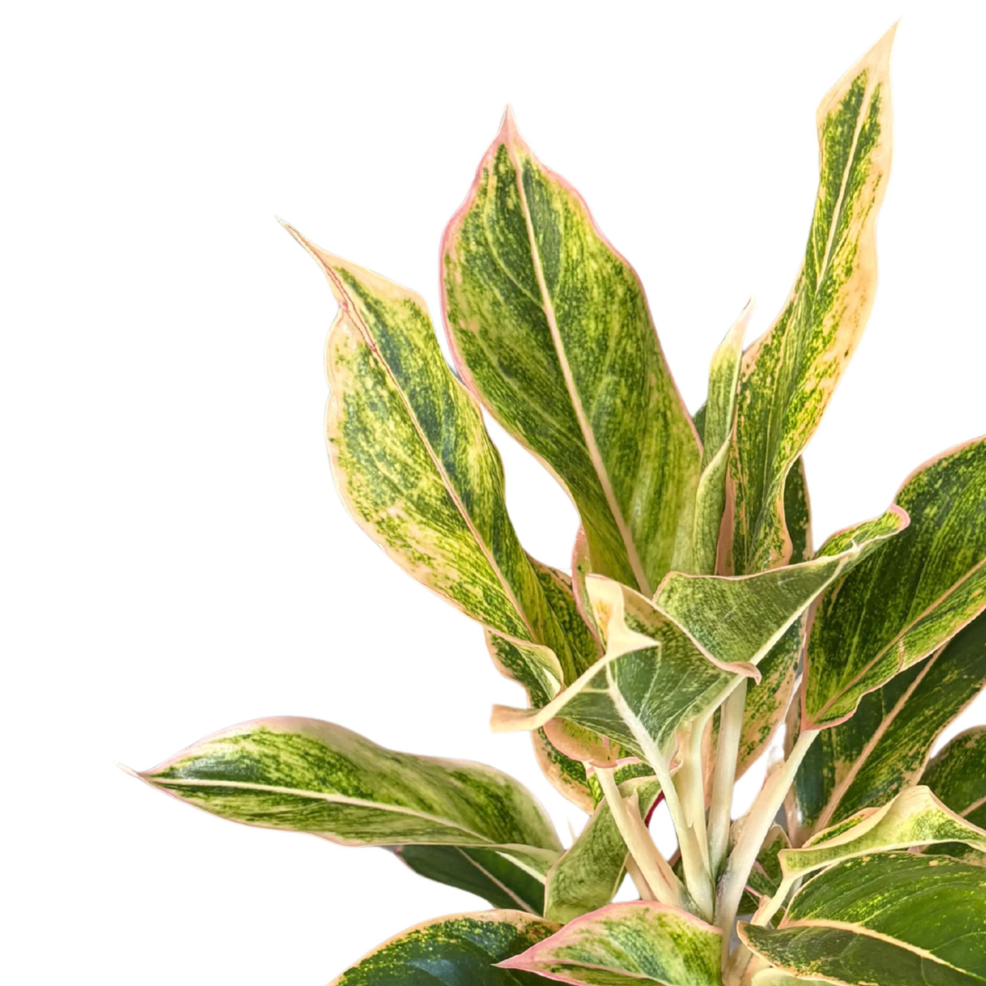 Aglaonema Pink Orink