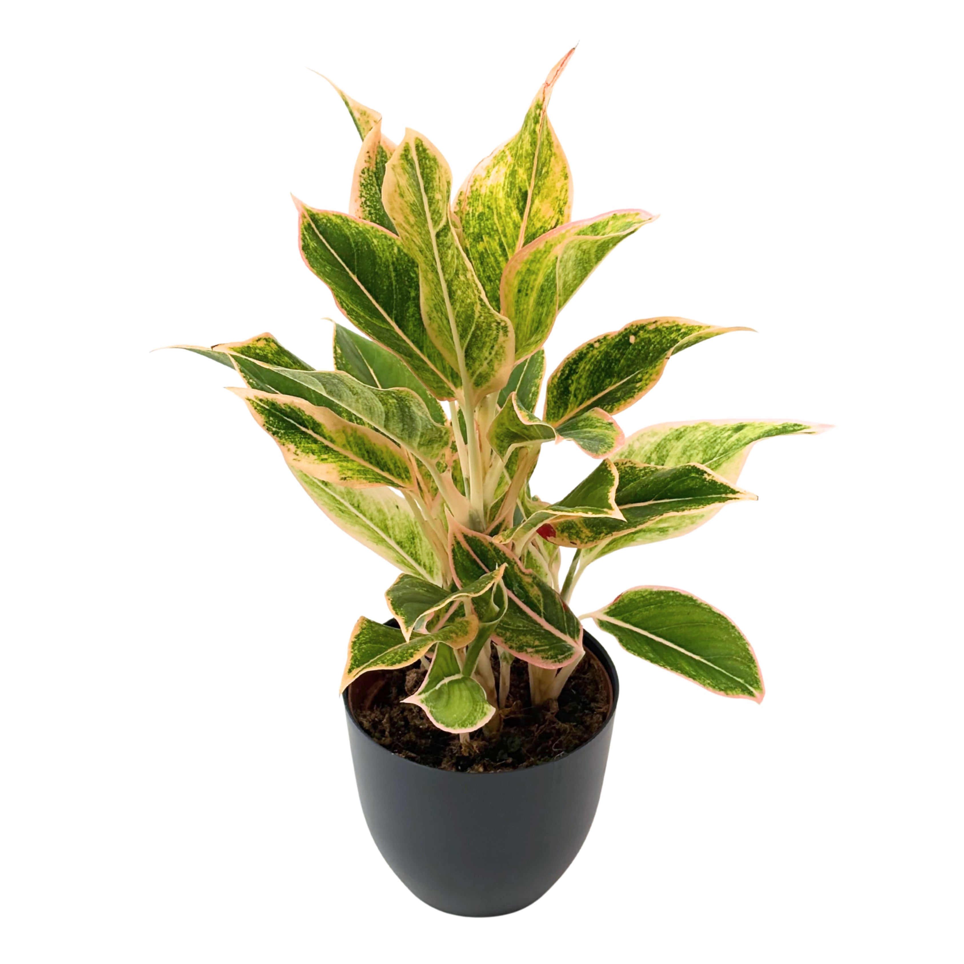 Aglaonema Pink Orink