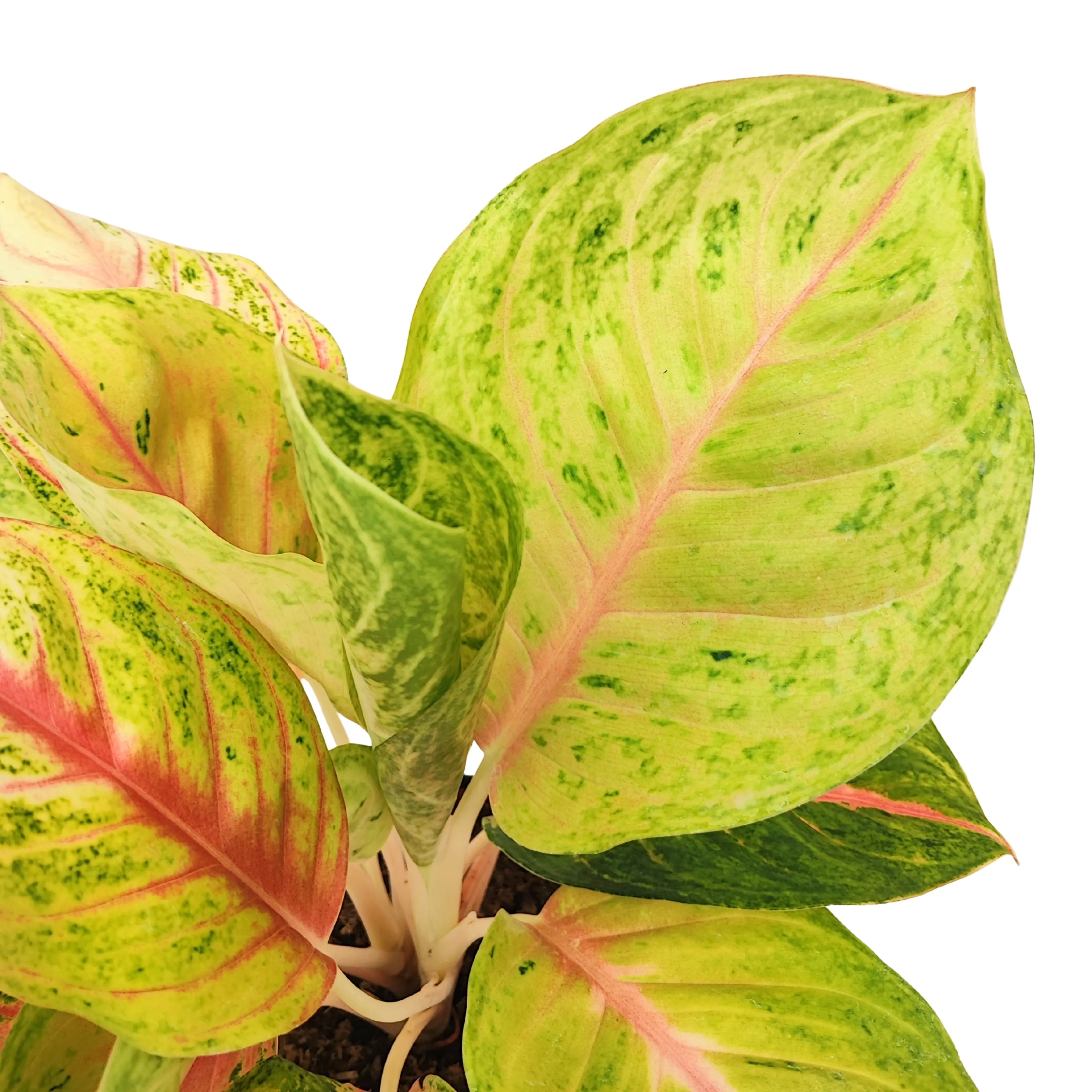 Aglaonema Dong Heng