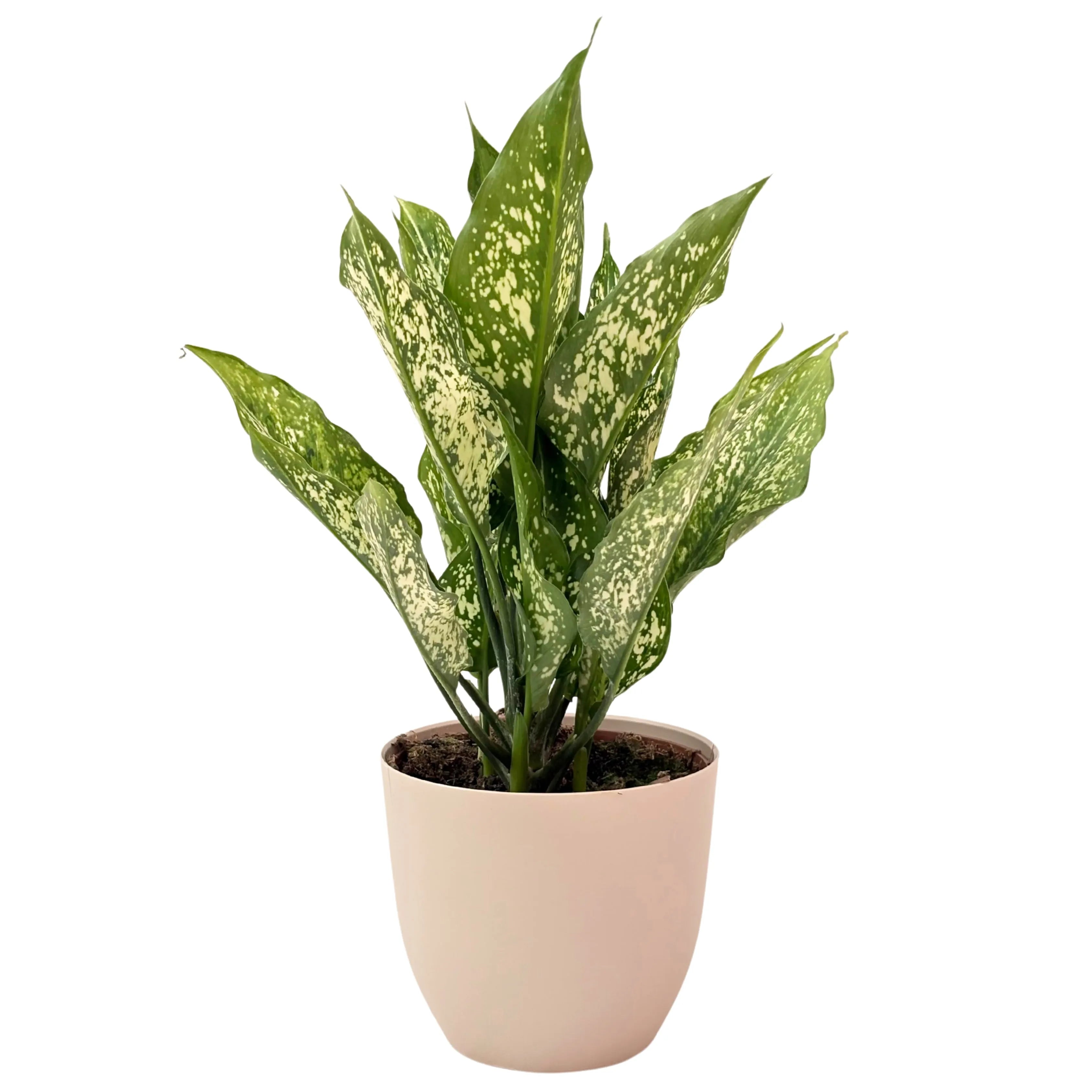 Aglaonema First Diamond