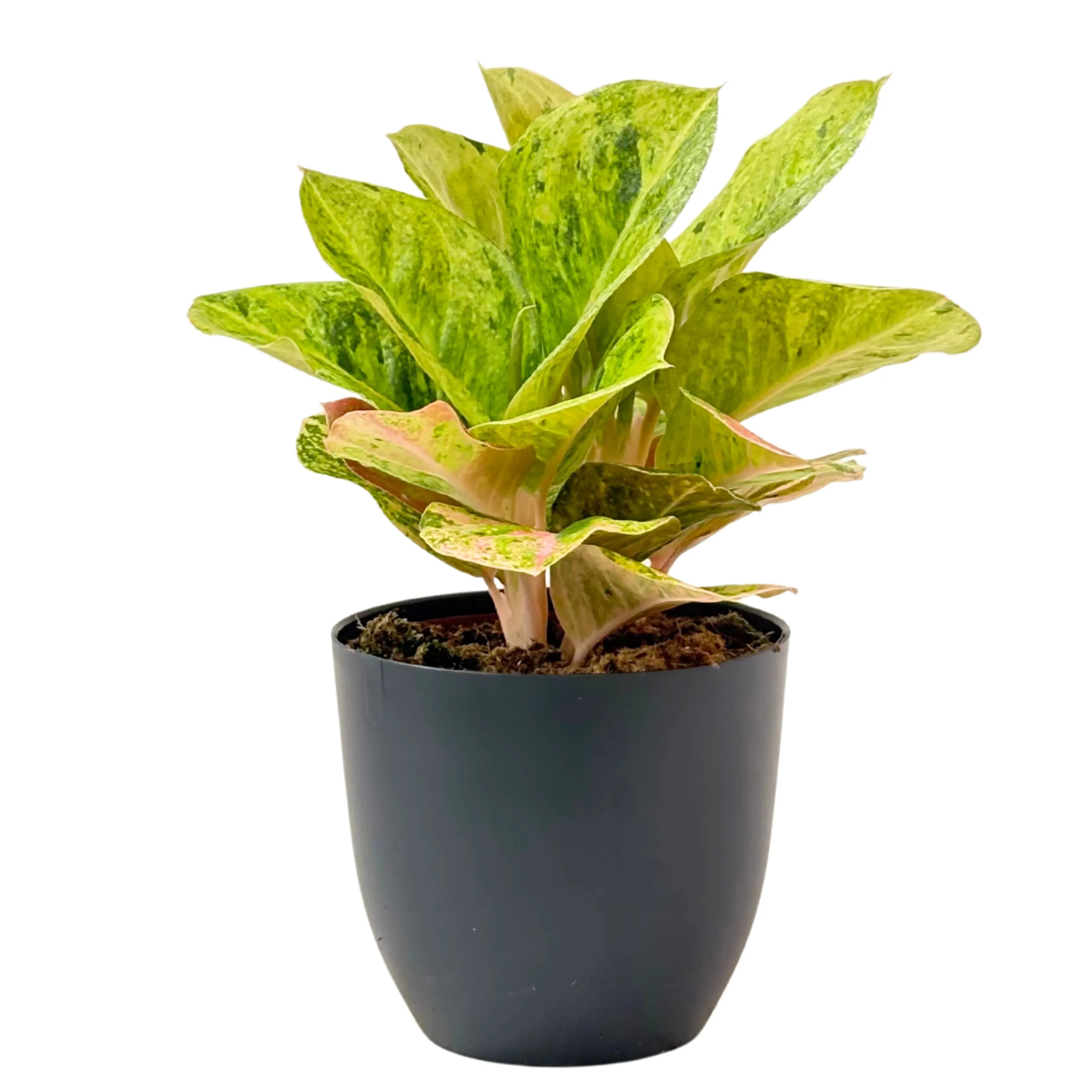 Aglaonema First Green