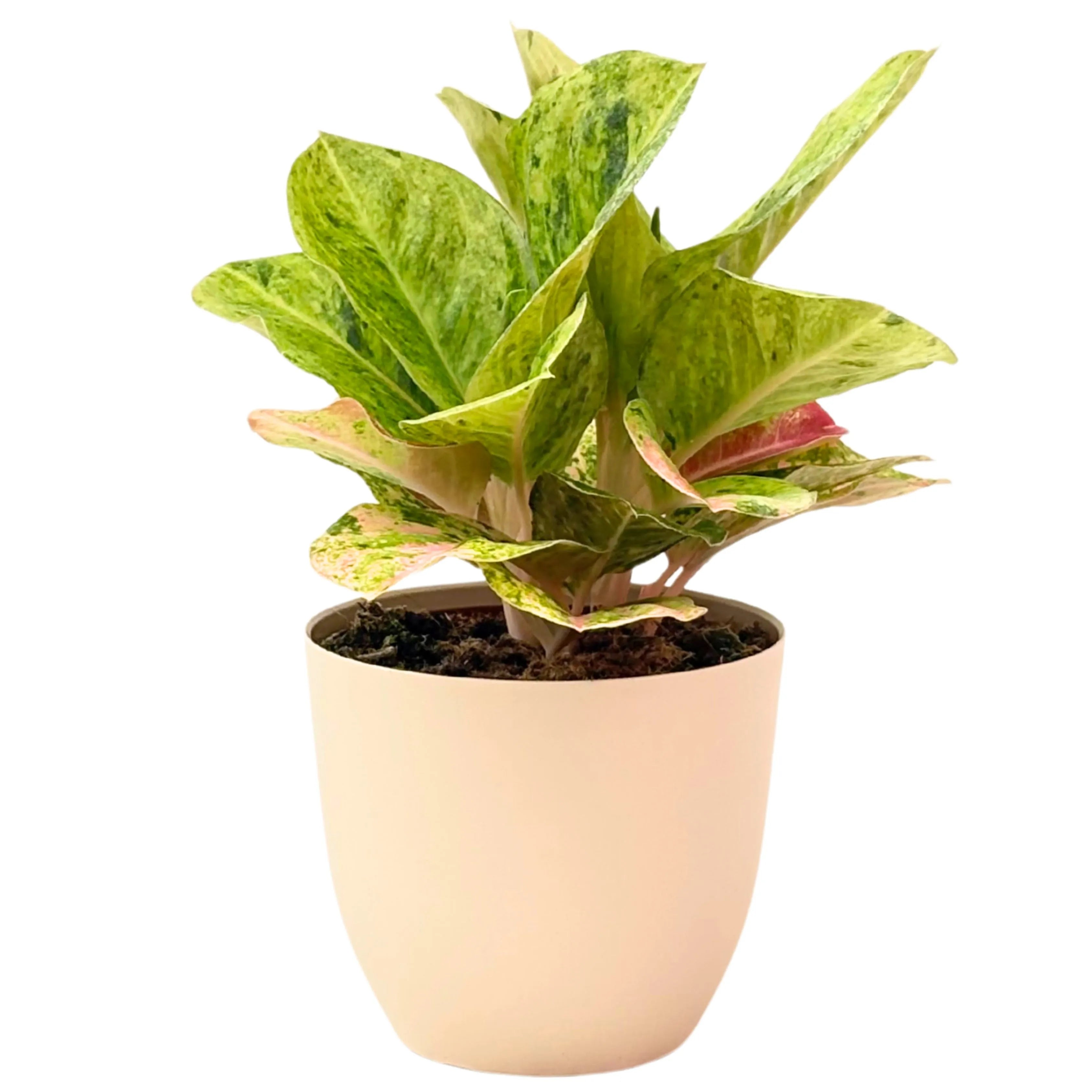 Aglaonema First Green