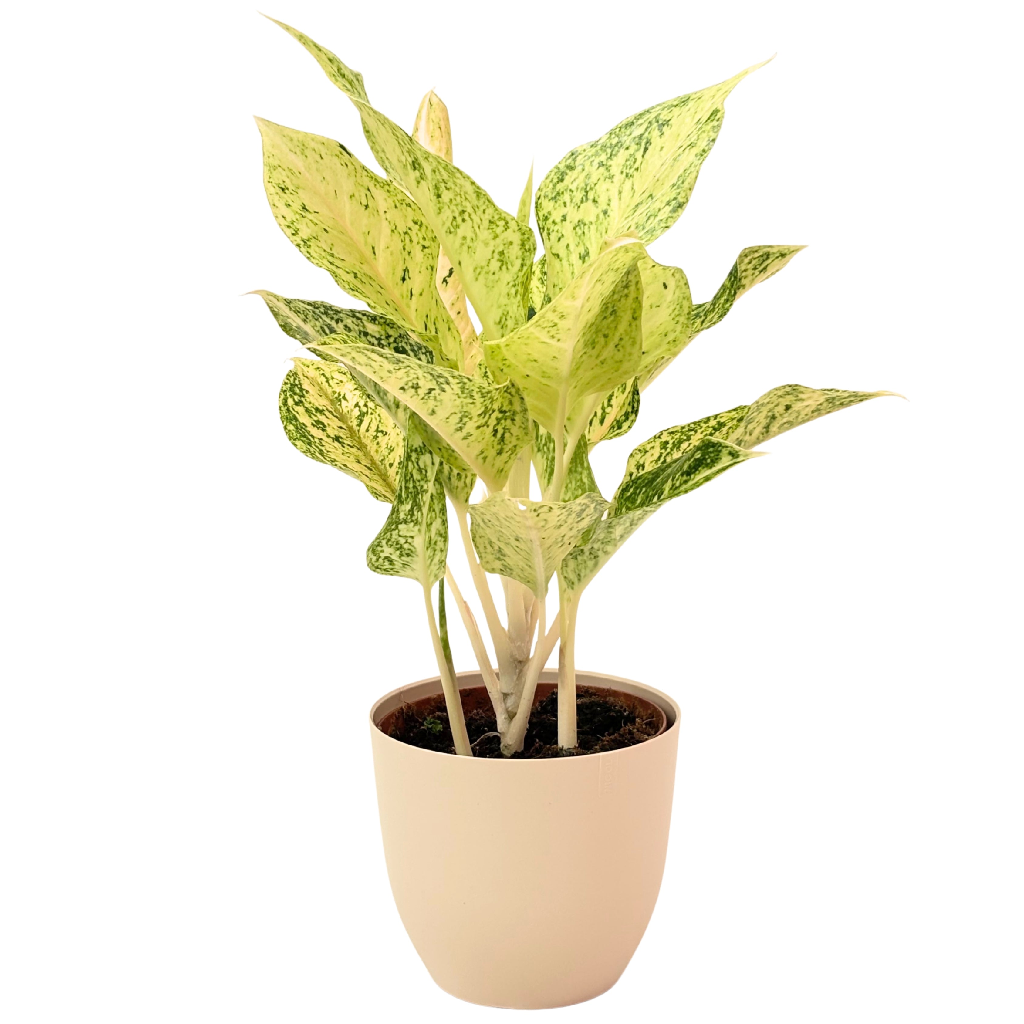 Aglaonema Luck Chan