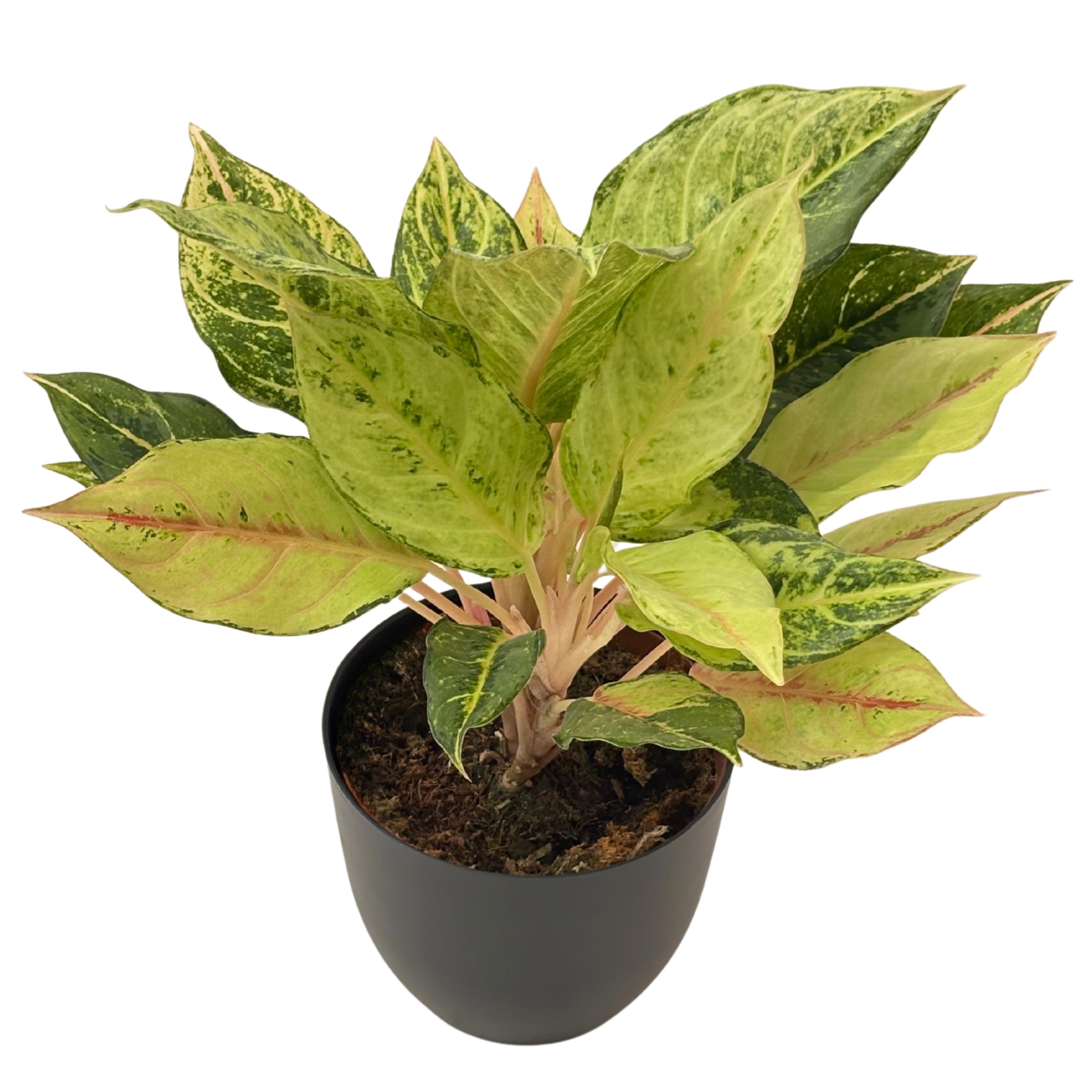 Aglaonema Lucky