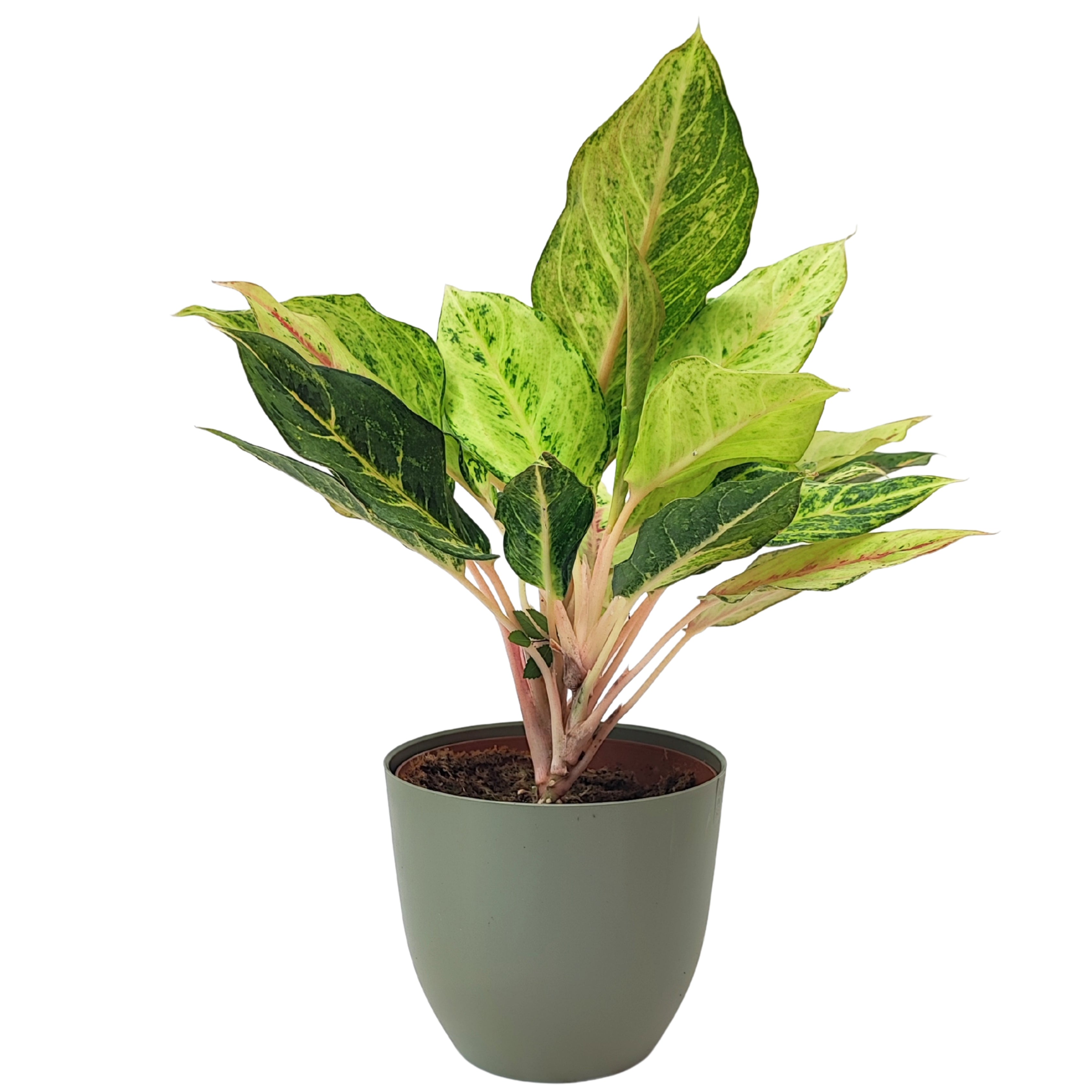 Aglaonema Lucky