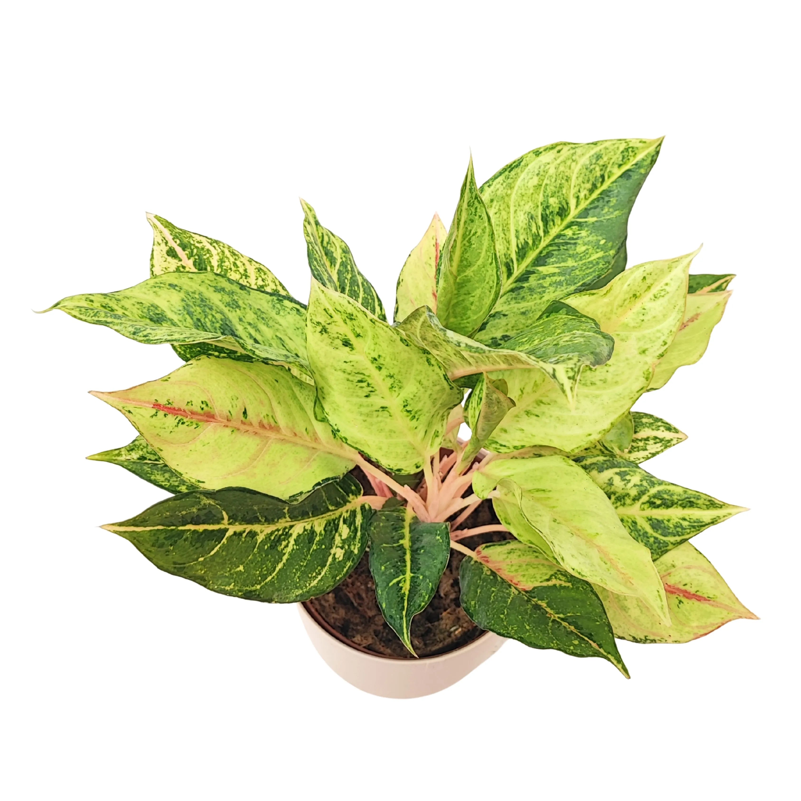 Aglaonema Lucky