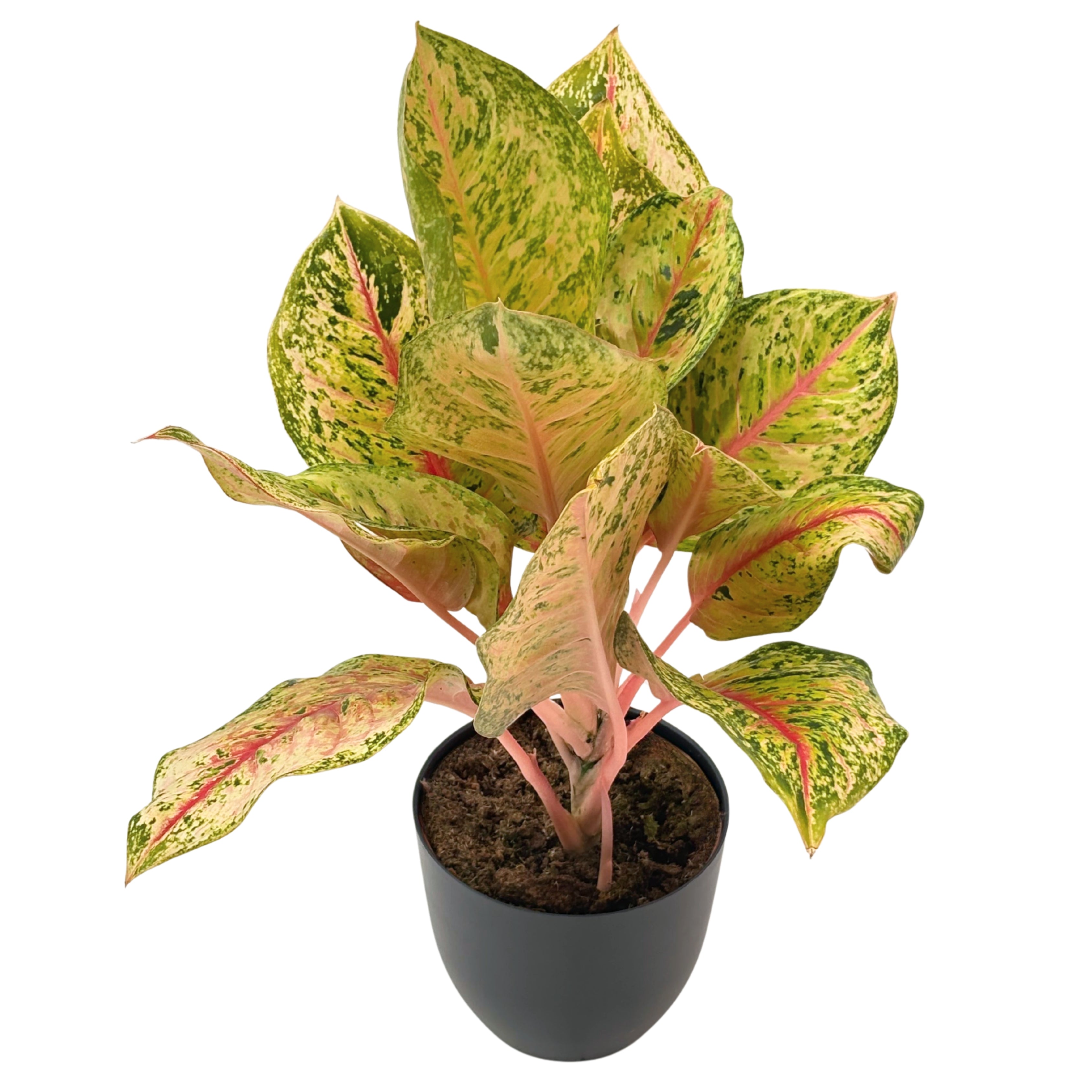 Aglaonema Maha Lab