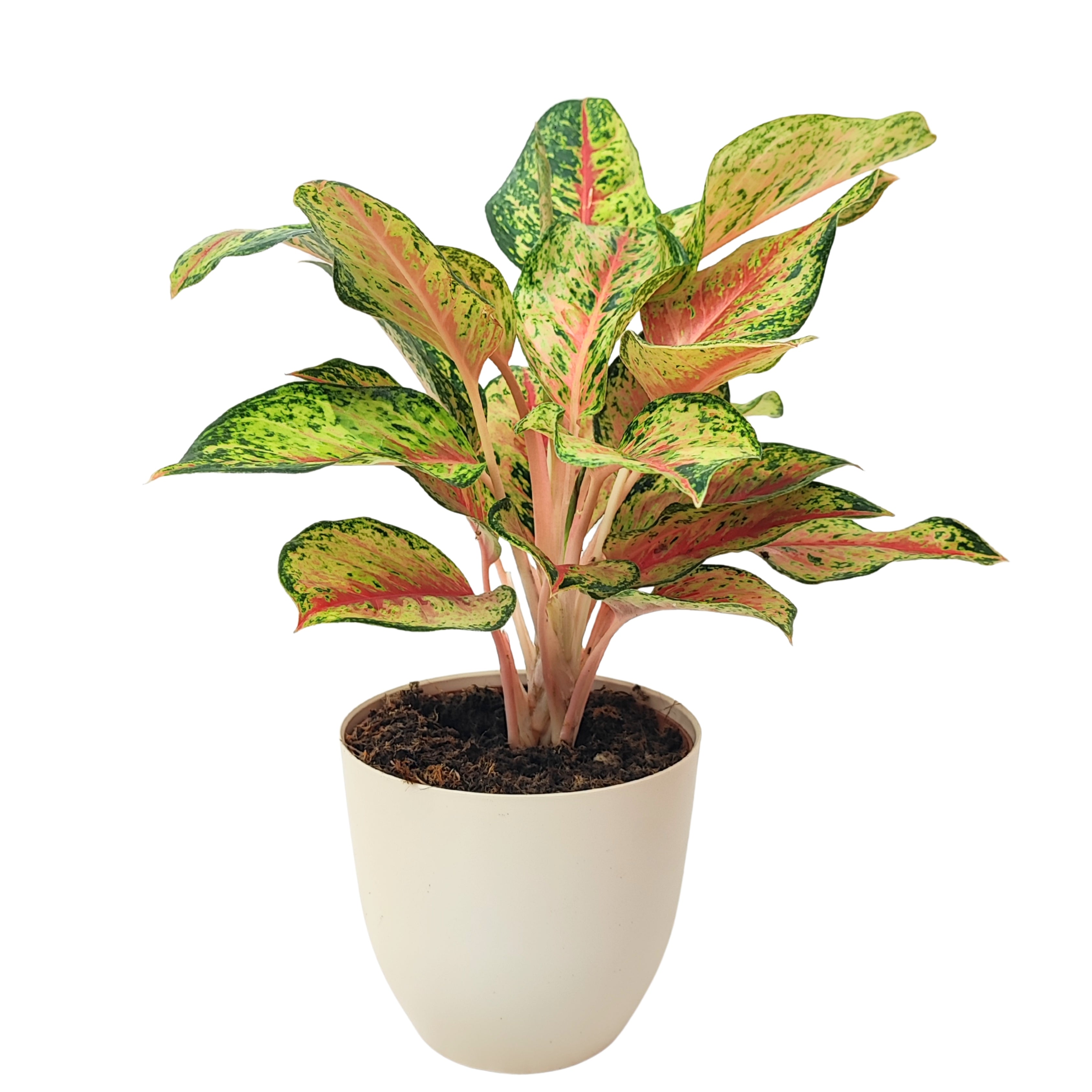 Aglaonema Maha Lab