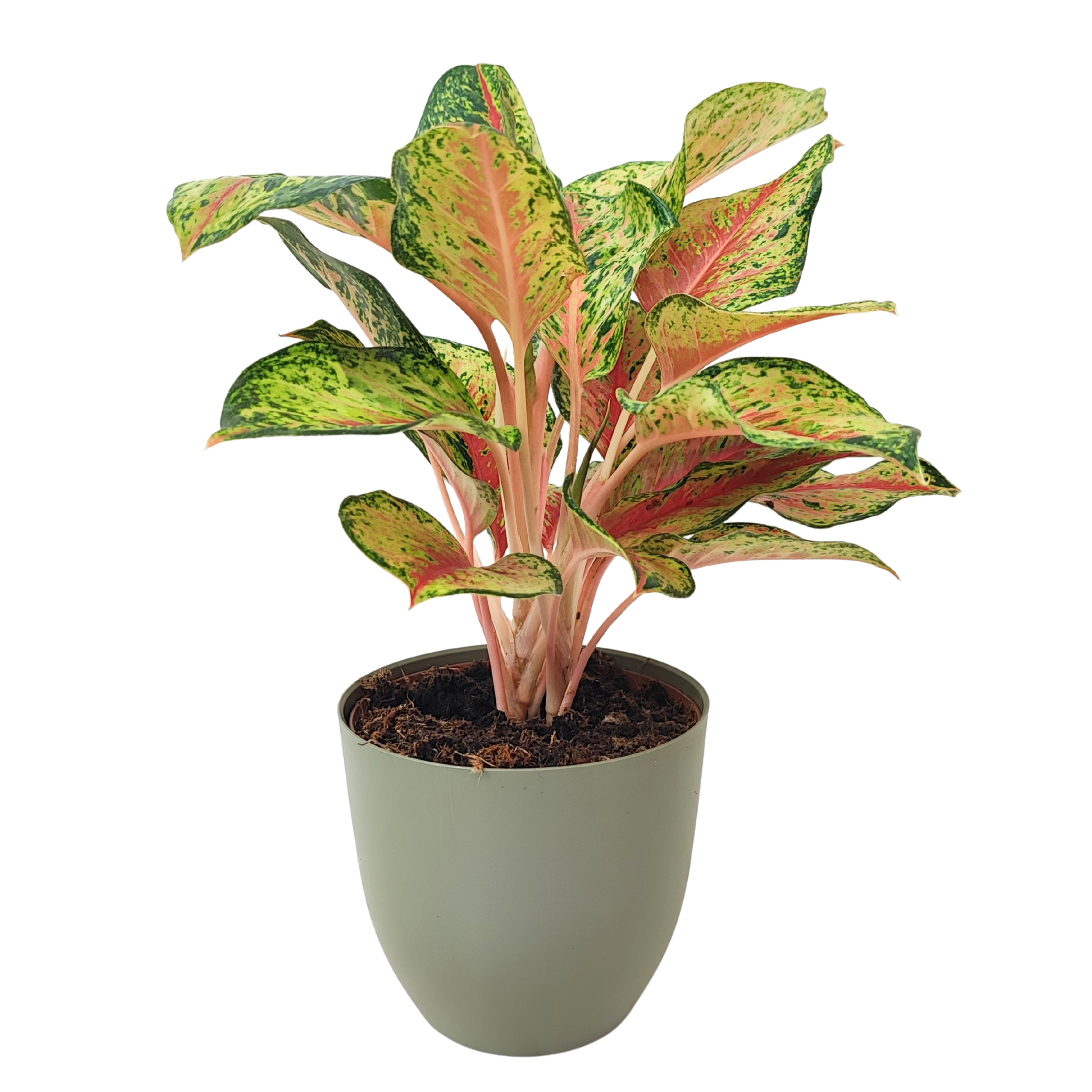 Aglaonema Maha Lab