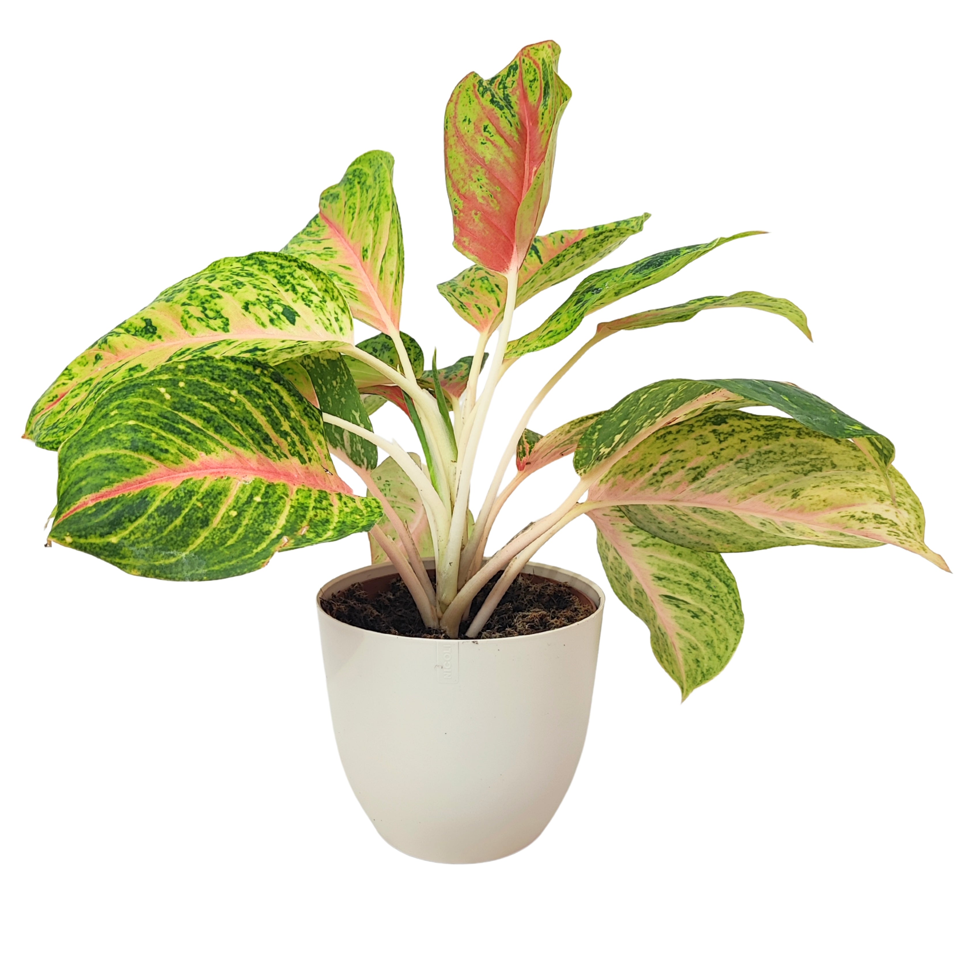 Aglaonema Maha