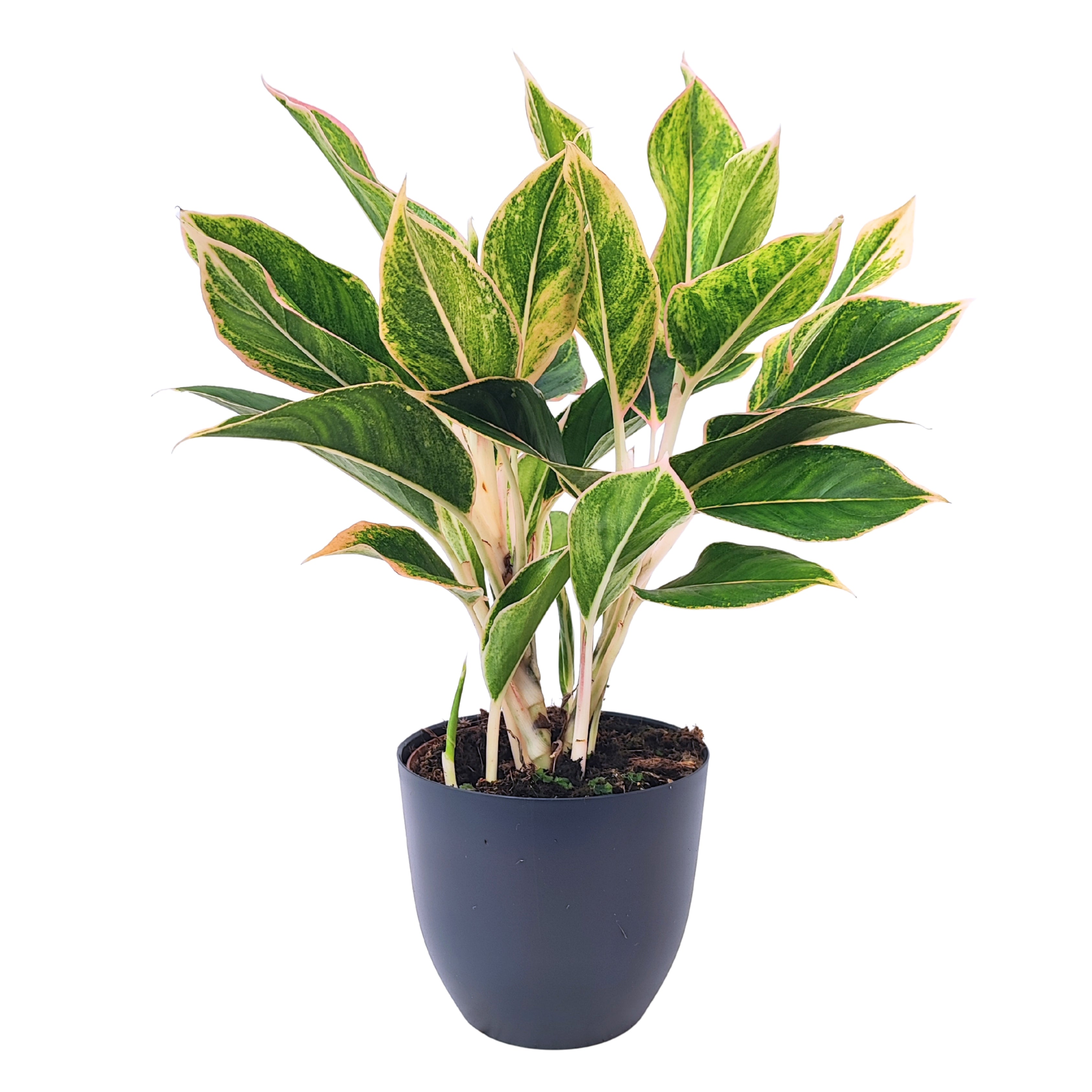 Aglaonema Pink Orink