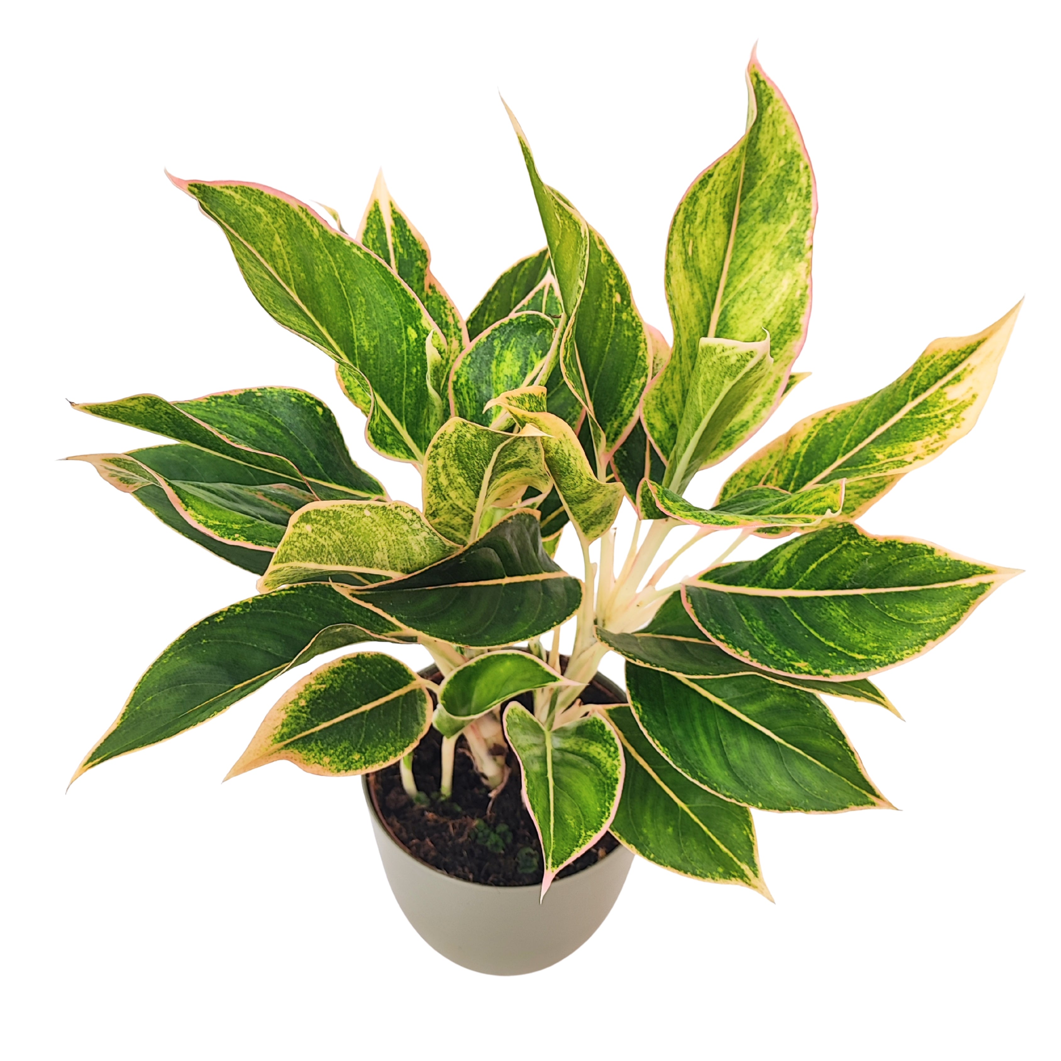 Aglaonema Pink Orink