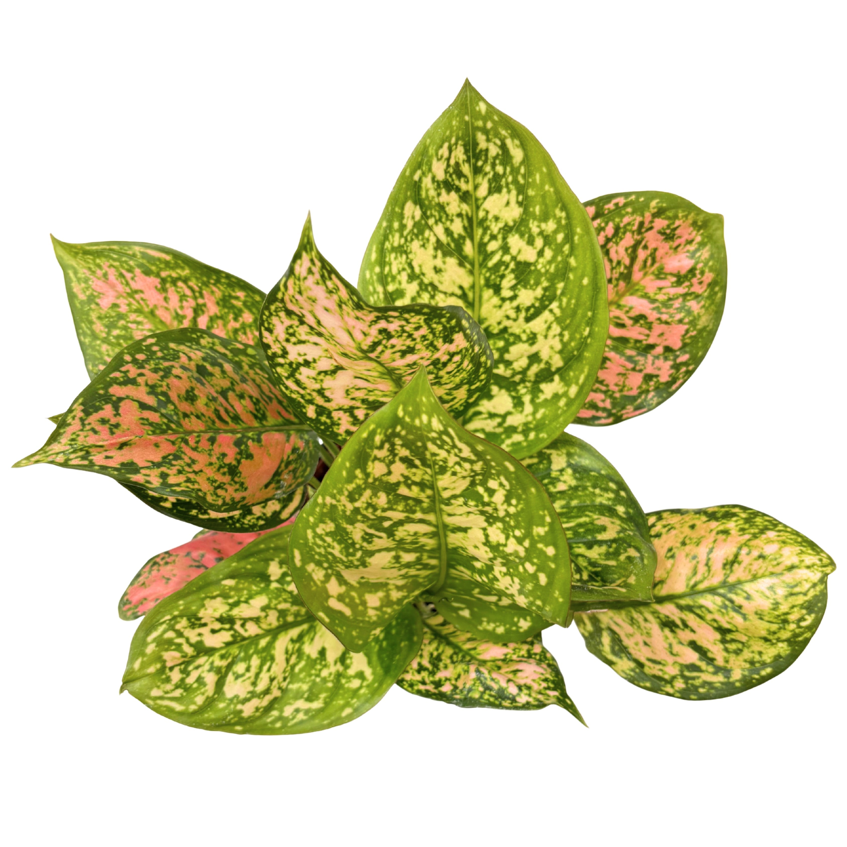 Aglaonema Pink Uniame