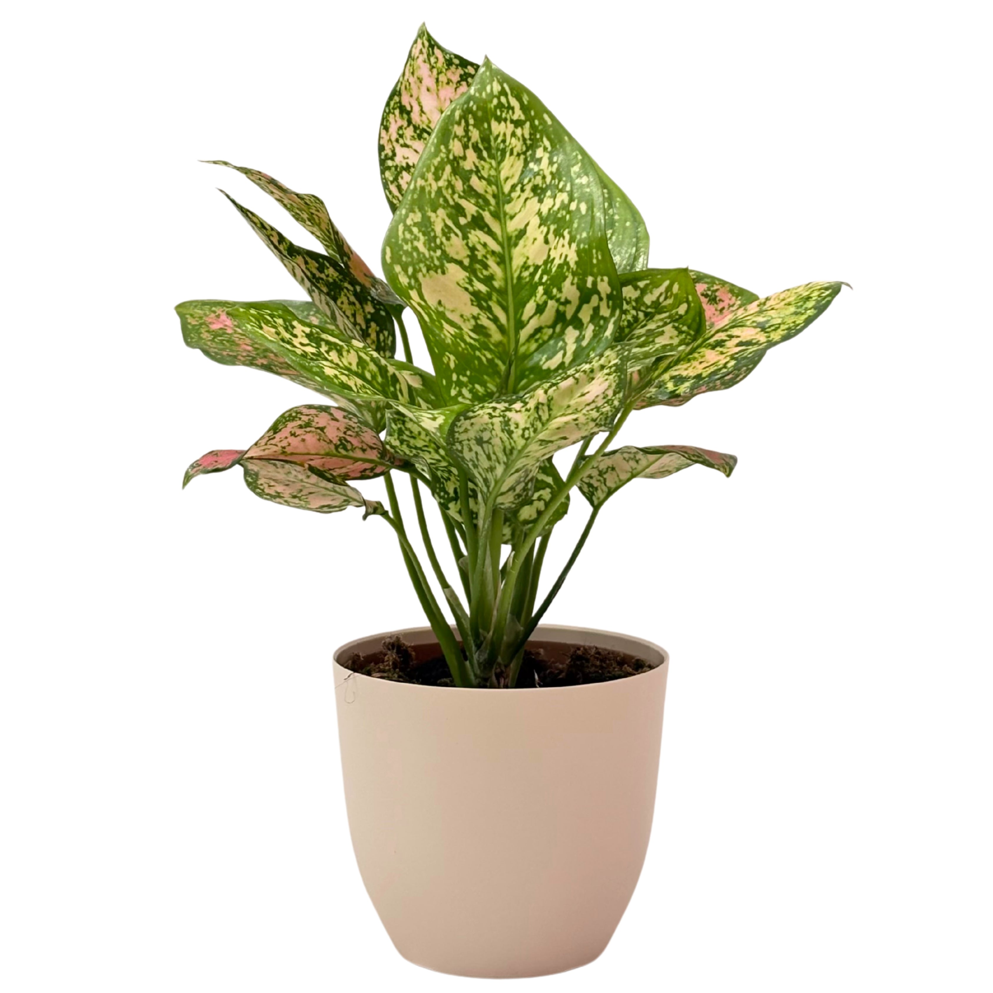 Aglaonema Pink Uniame