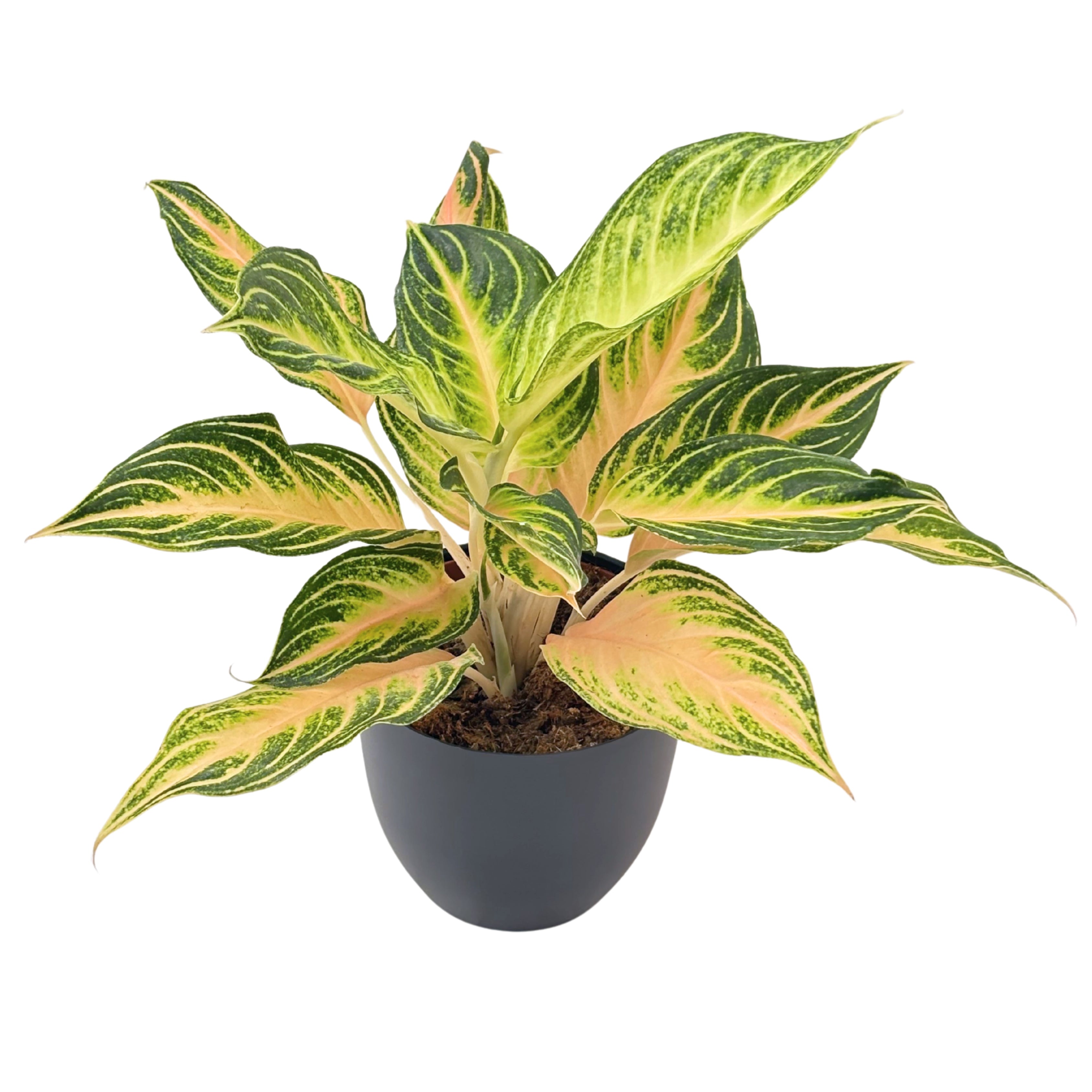 Aglaonema Pink Wave