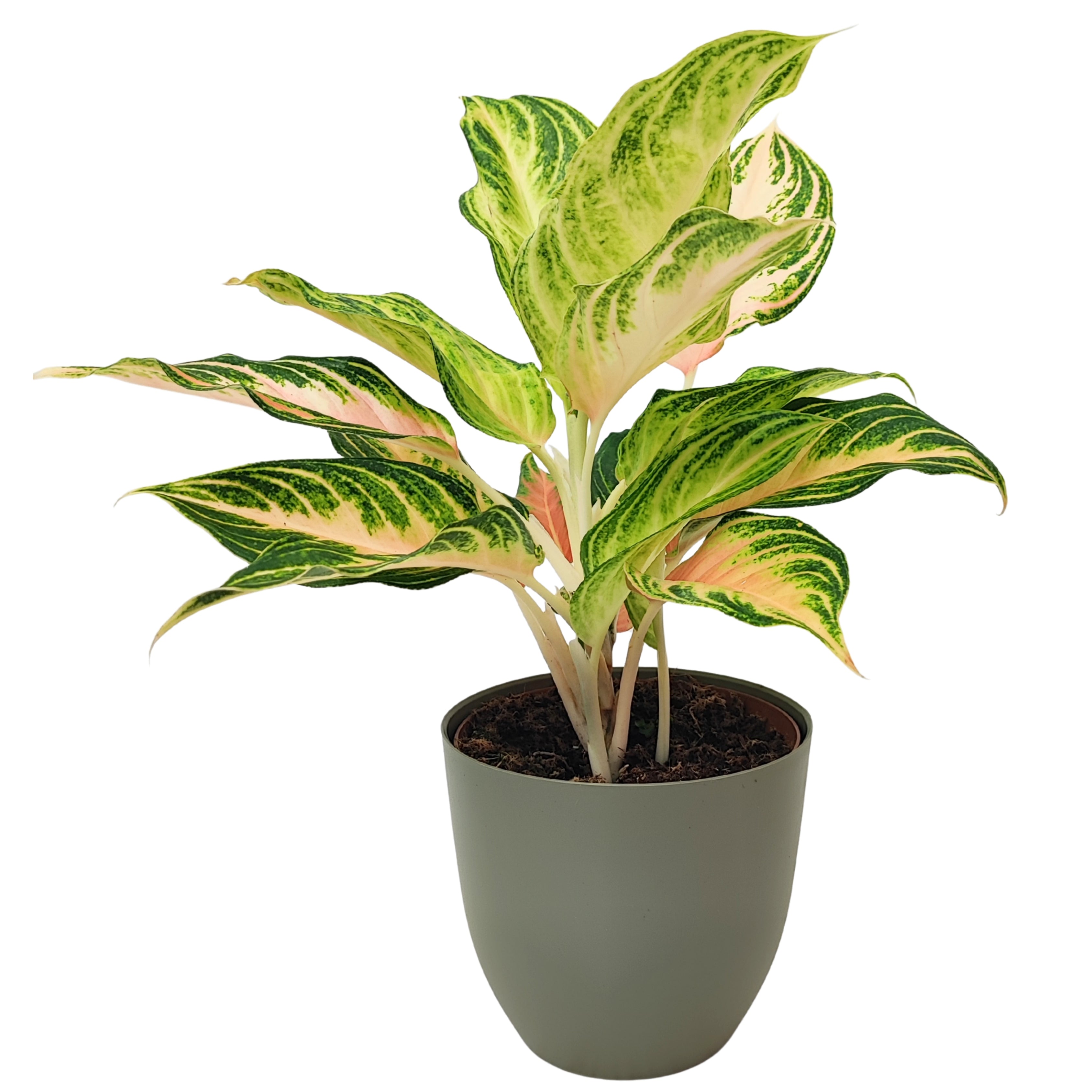 Aglaonema Pink Wave