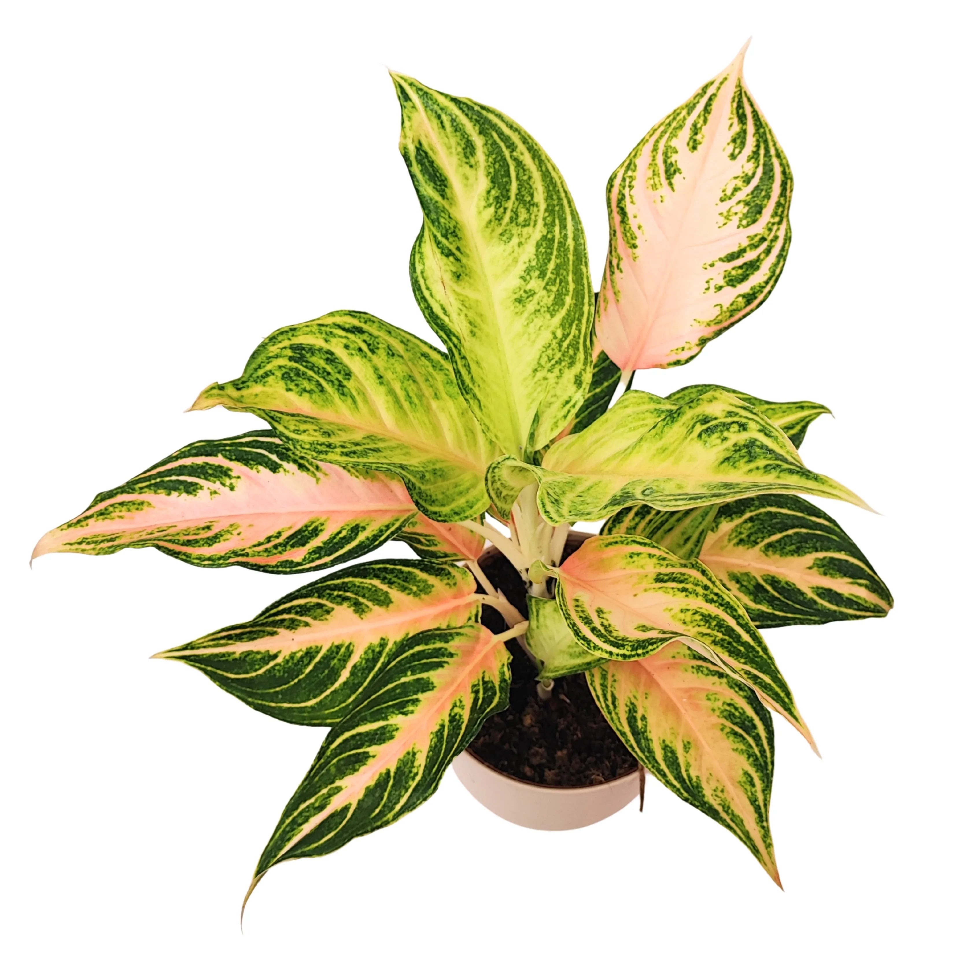 Aglaonema Pink Wave