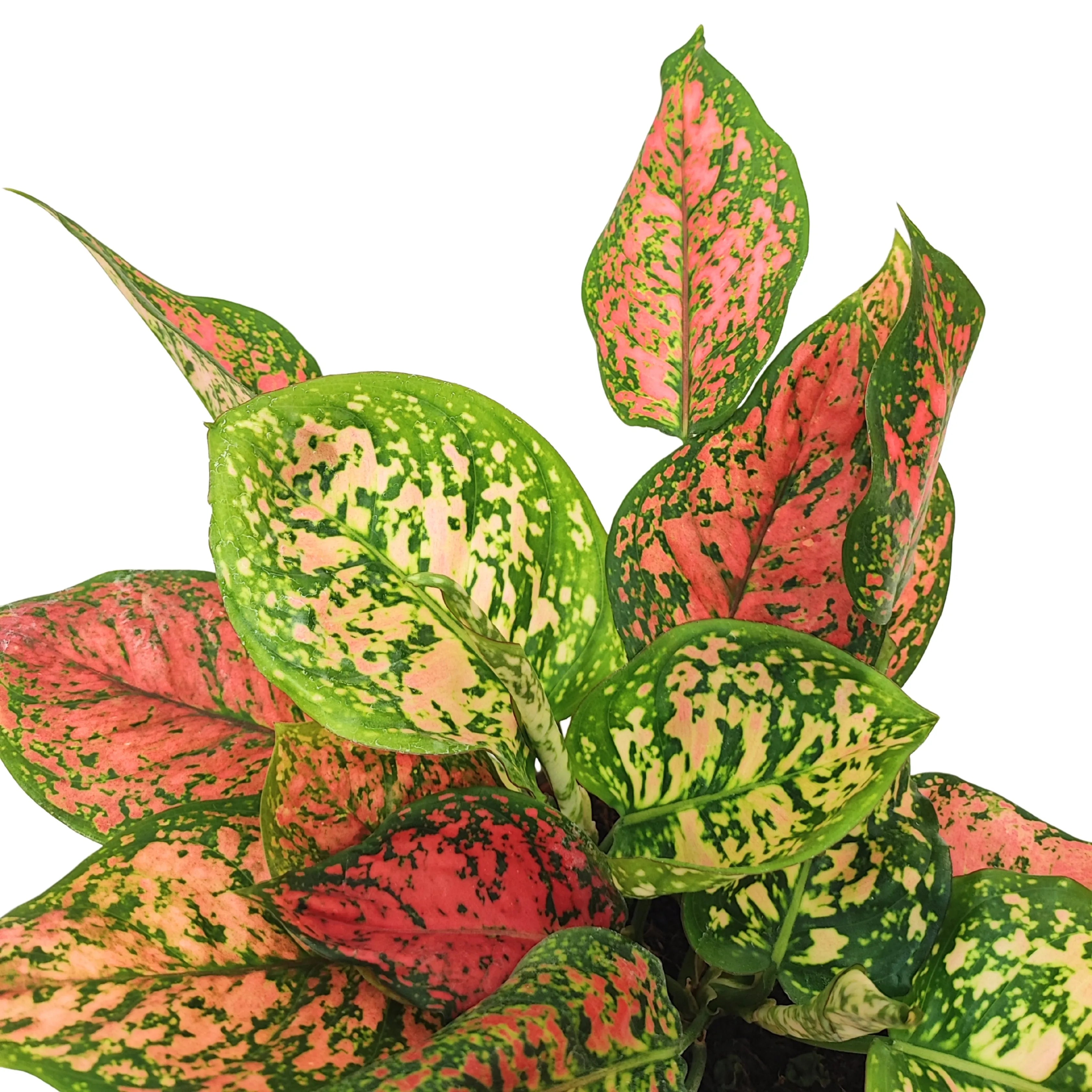 Aglaonema Red Uniame