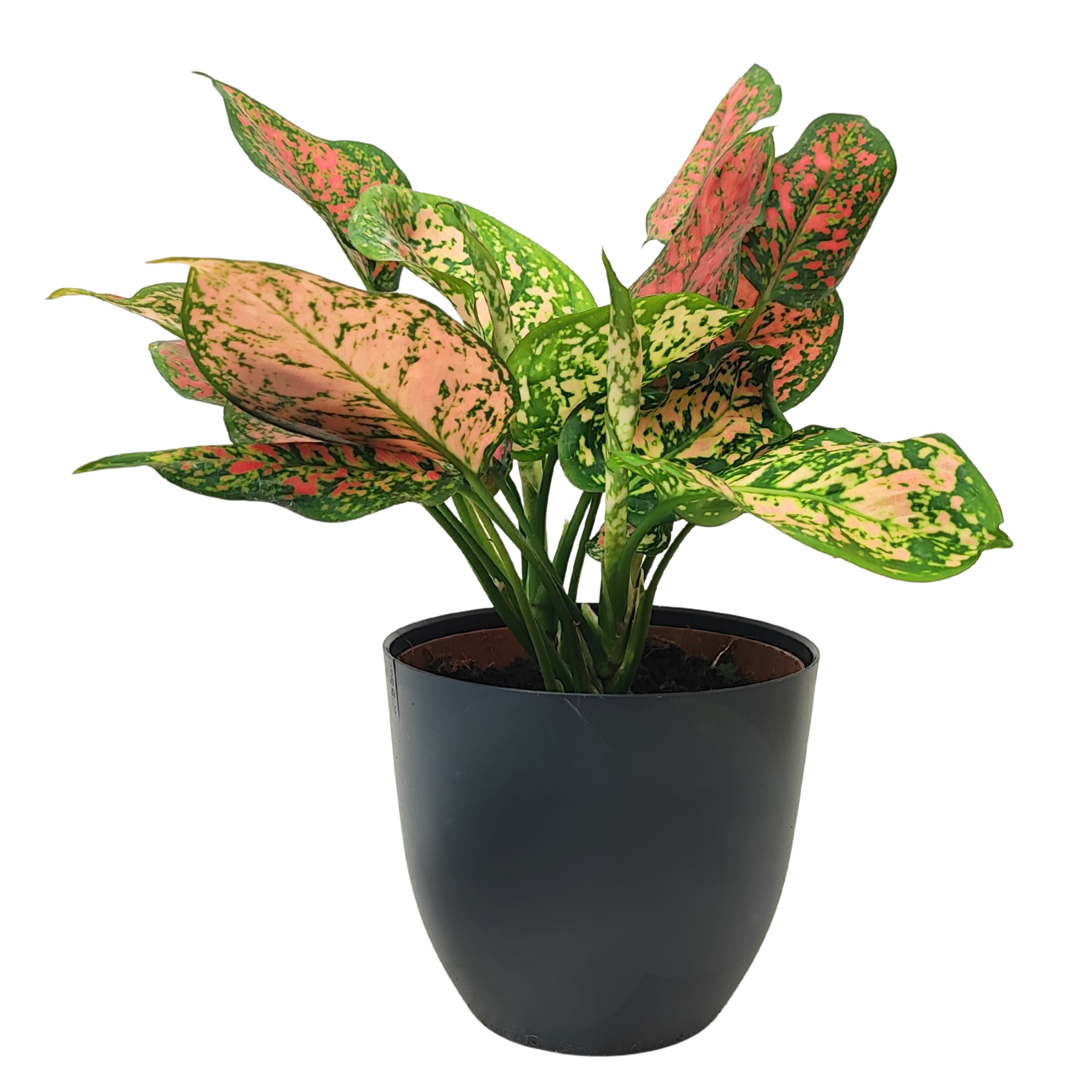 Aglaonema Red Uniame