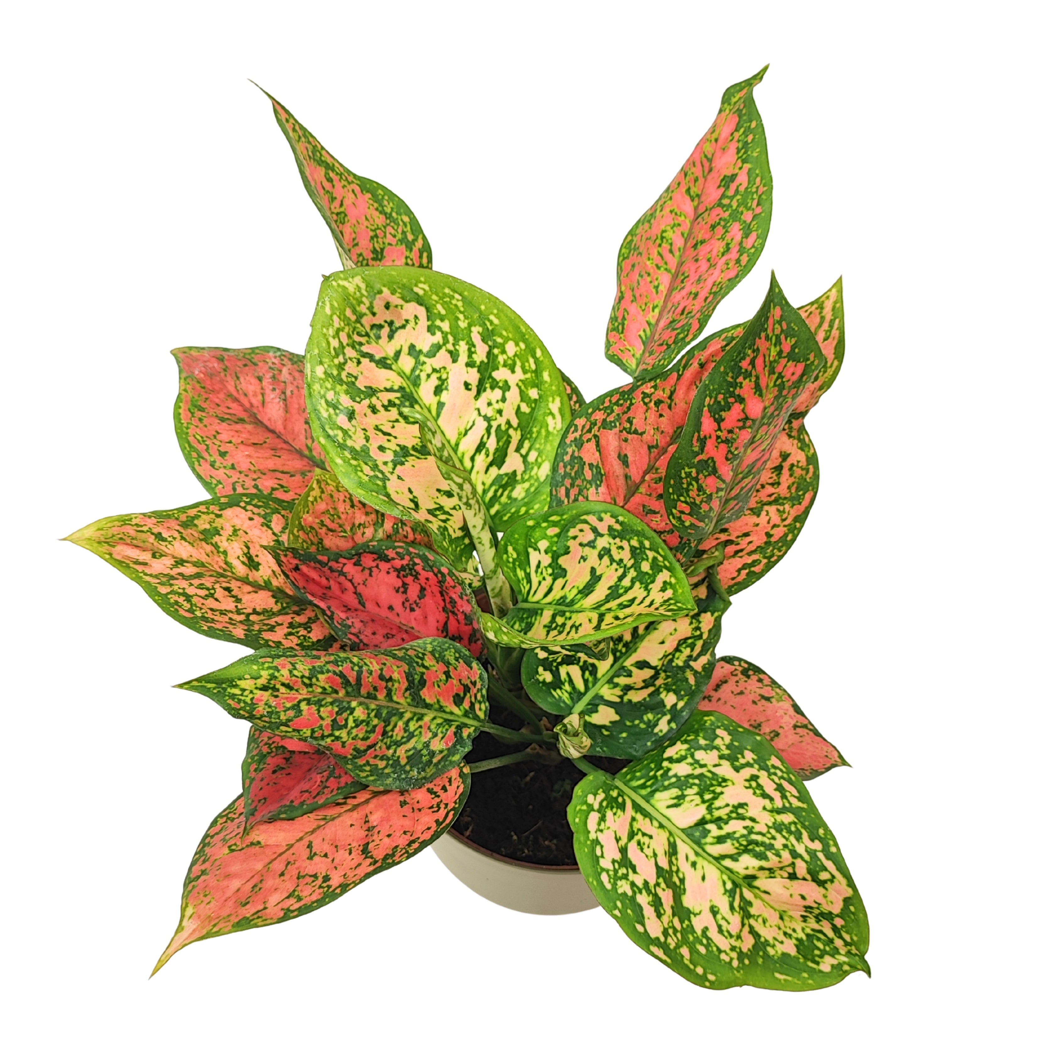 Aglaonema Red Uniame