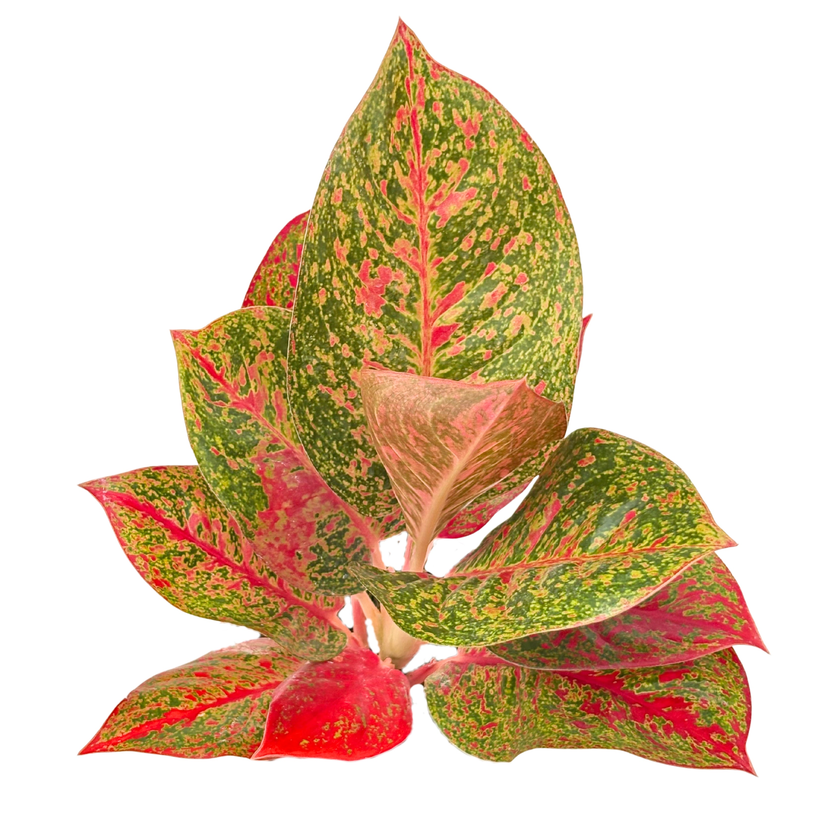 Aglaonema Sab Mongkol